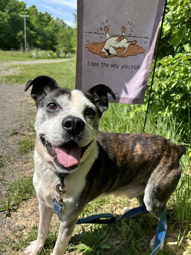 Enlarge HENRY, a ADOPTABLE mixed breed in Pegram, TN image 6/6