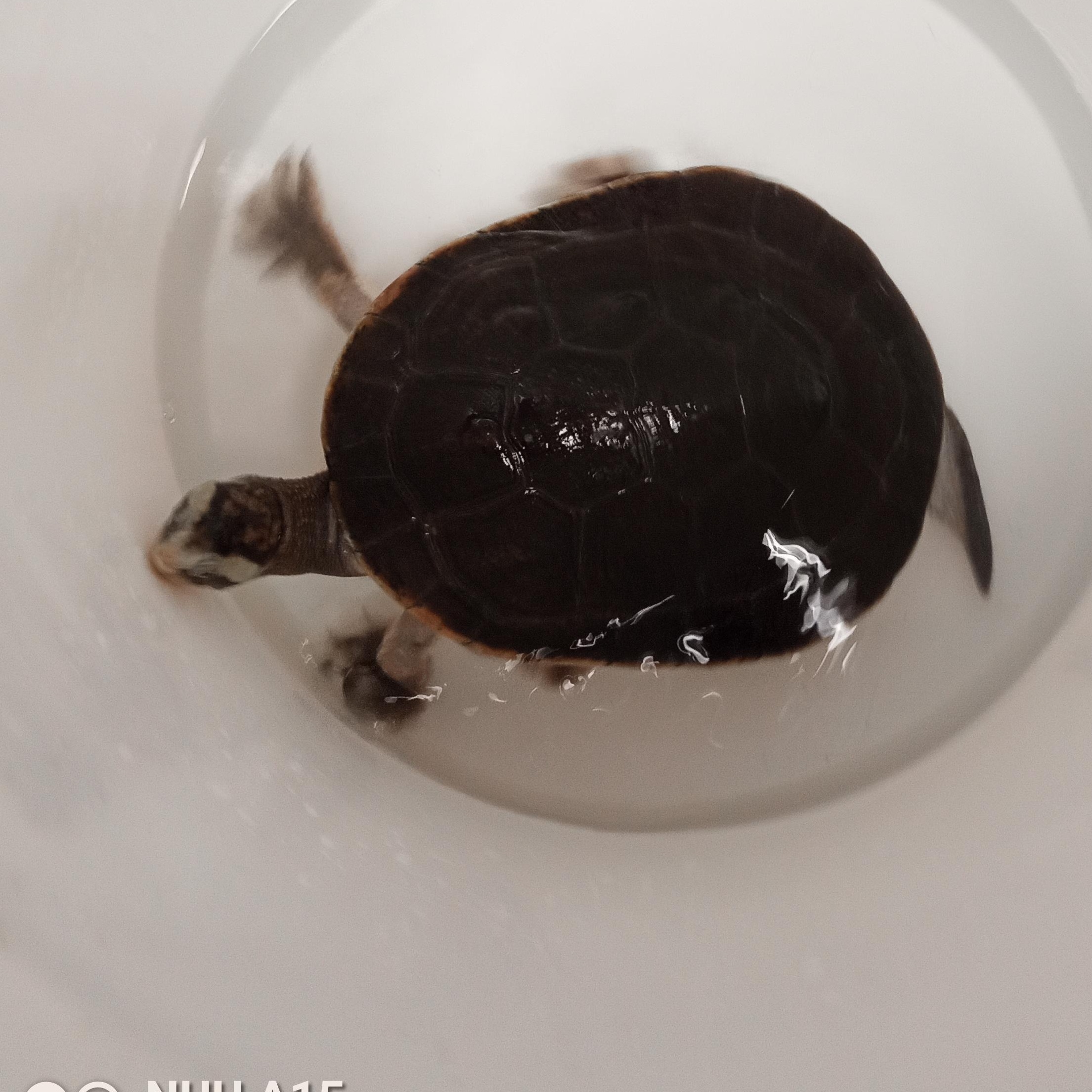 Enlarge Sergio, a Adoptable Turtle in Modesto, CA image 2/2