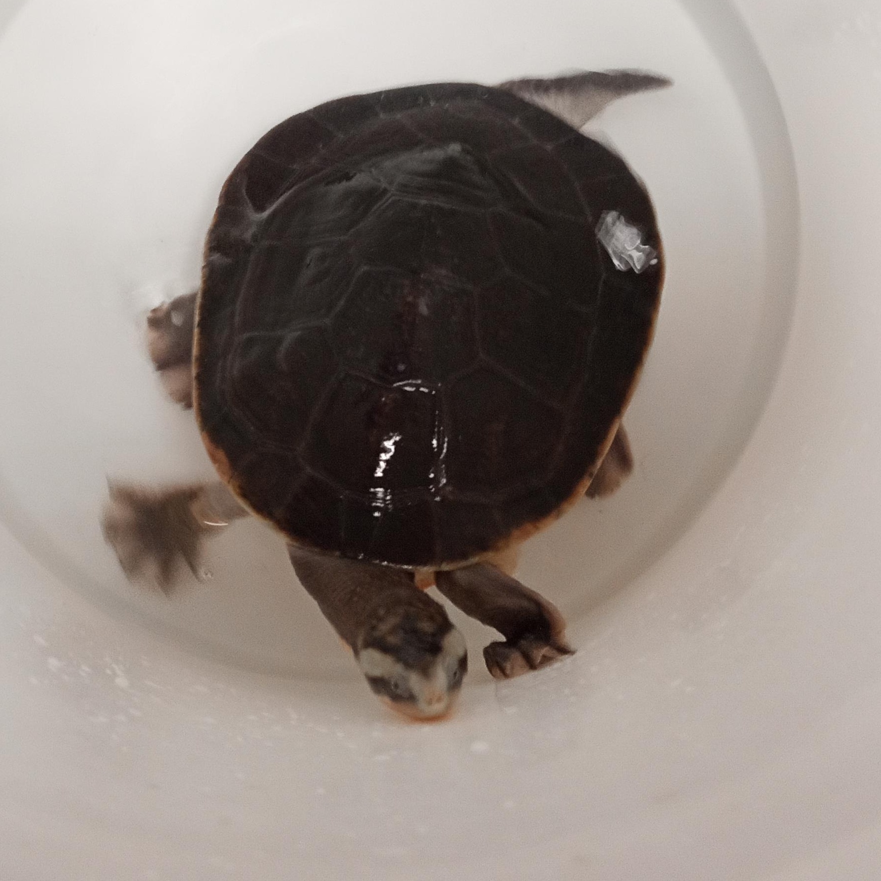 Sergio, Adoptable, Adult Male Turtle.