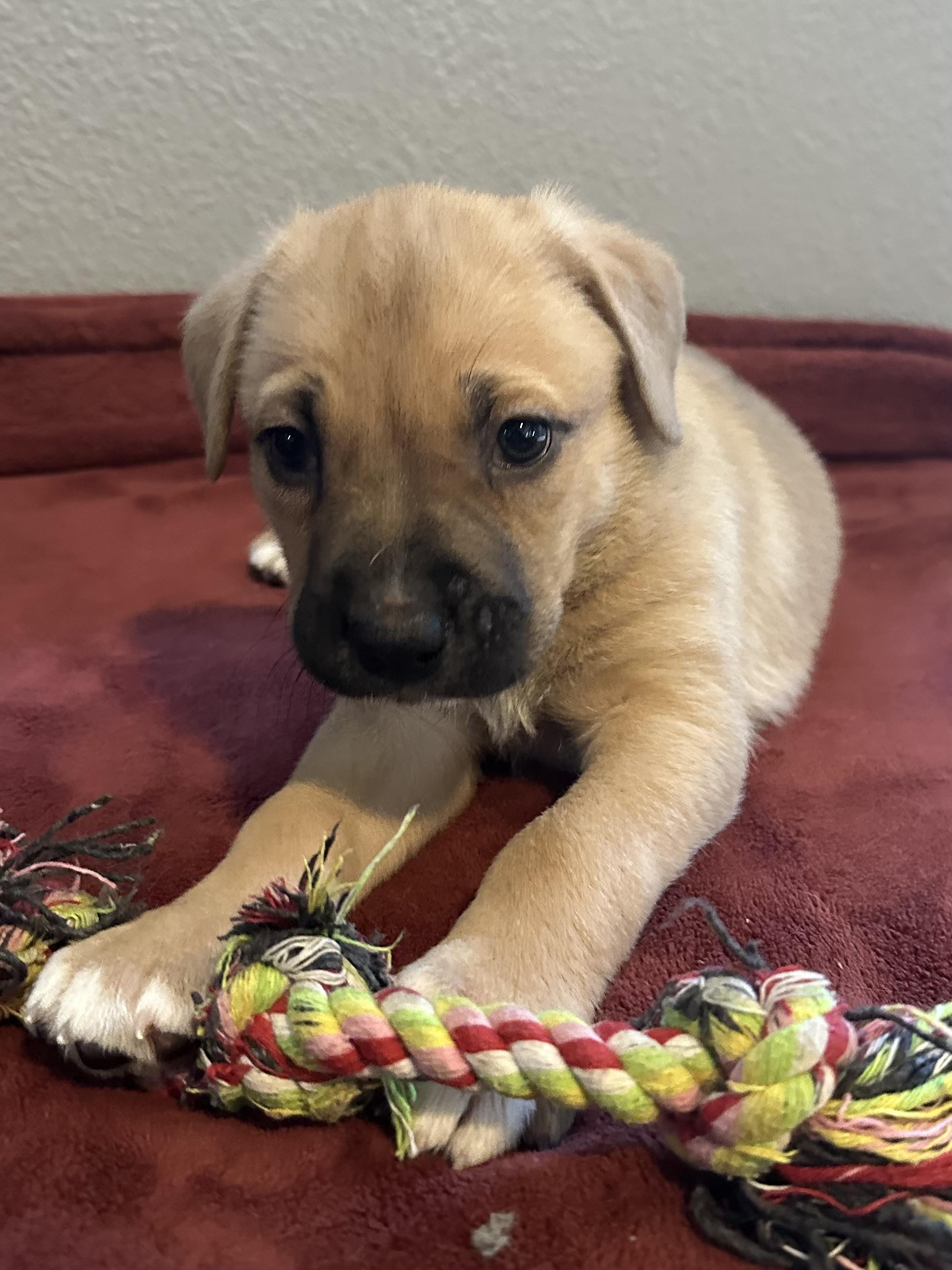 Enlarge Jonah, a Adoptable mixed breed in tracy, CA image 2/3