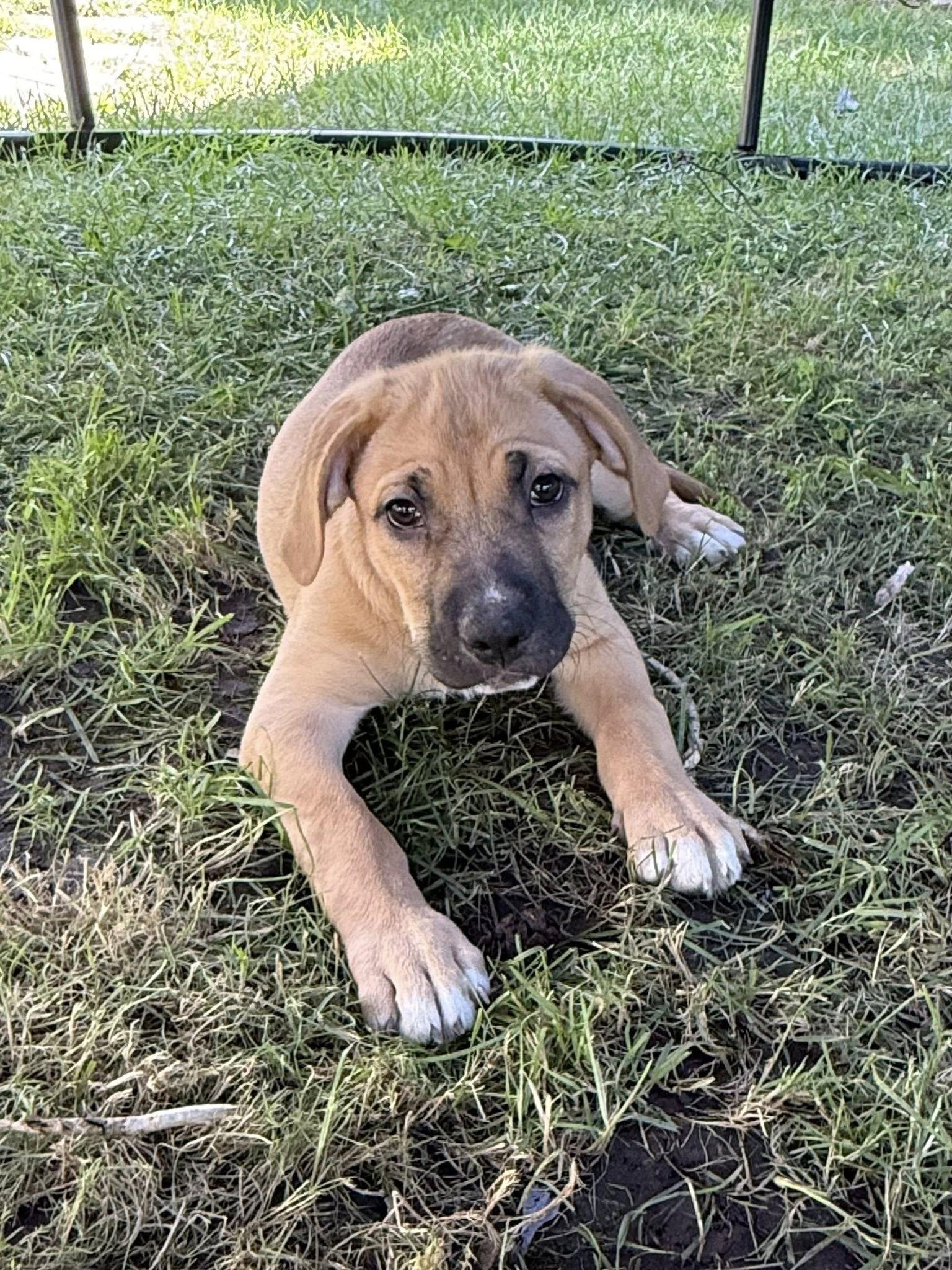 Jonah, Adoptable, Puppy Male American Bully & Pit Bull Terrier.