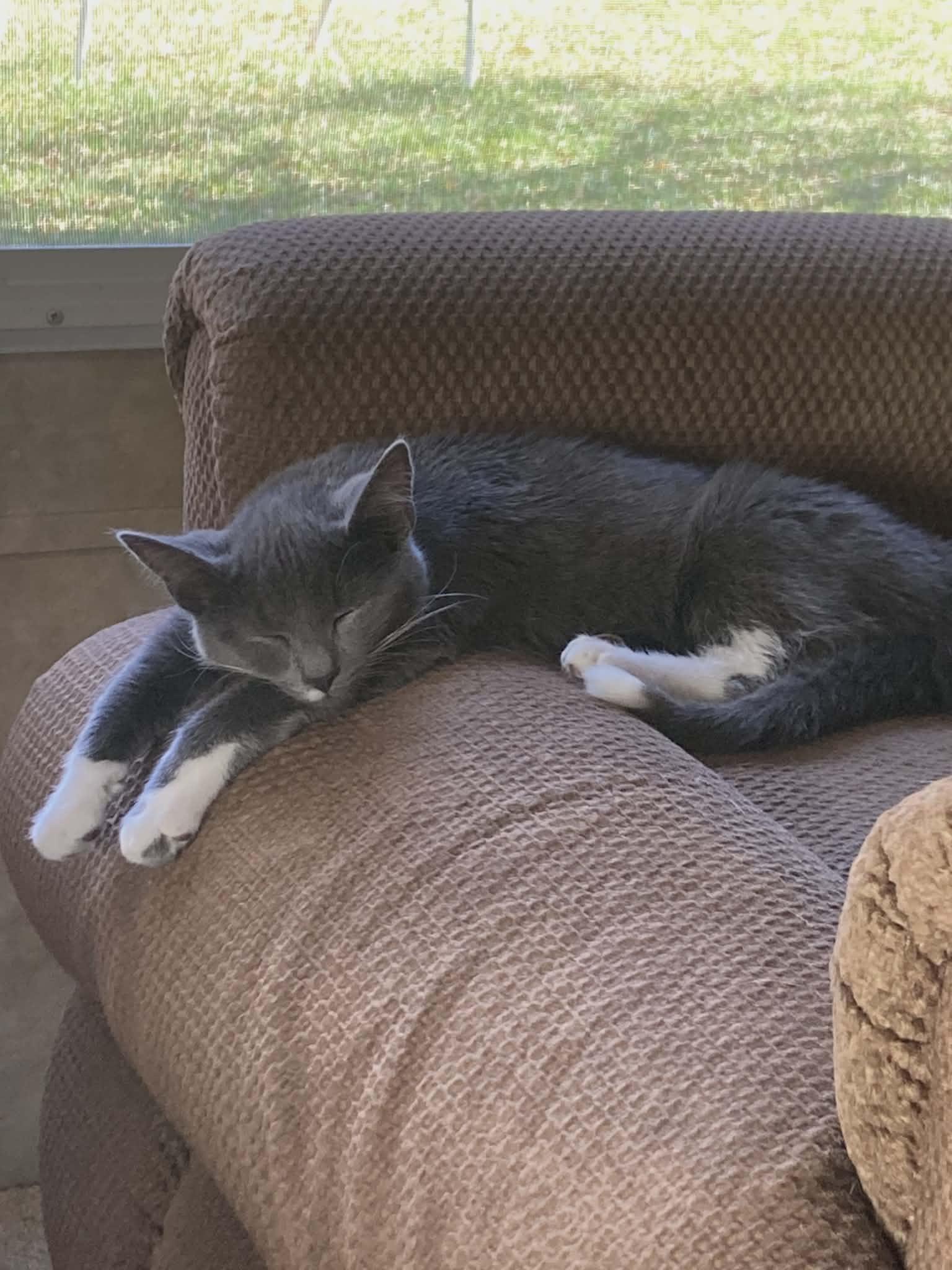 Enlarge Scooby and Scrappy, an adopted Domestic Short Hair in Trinity, NC image 2/5