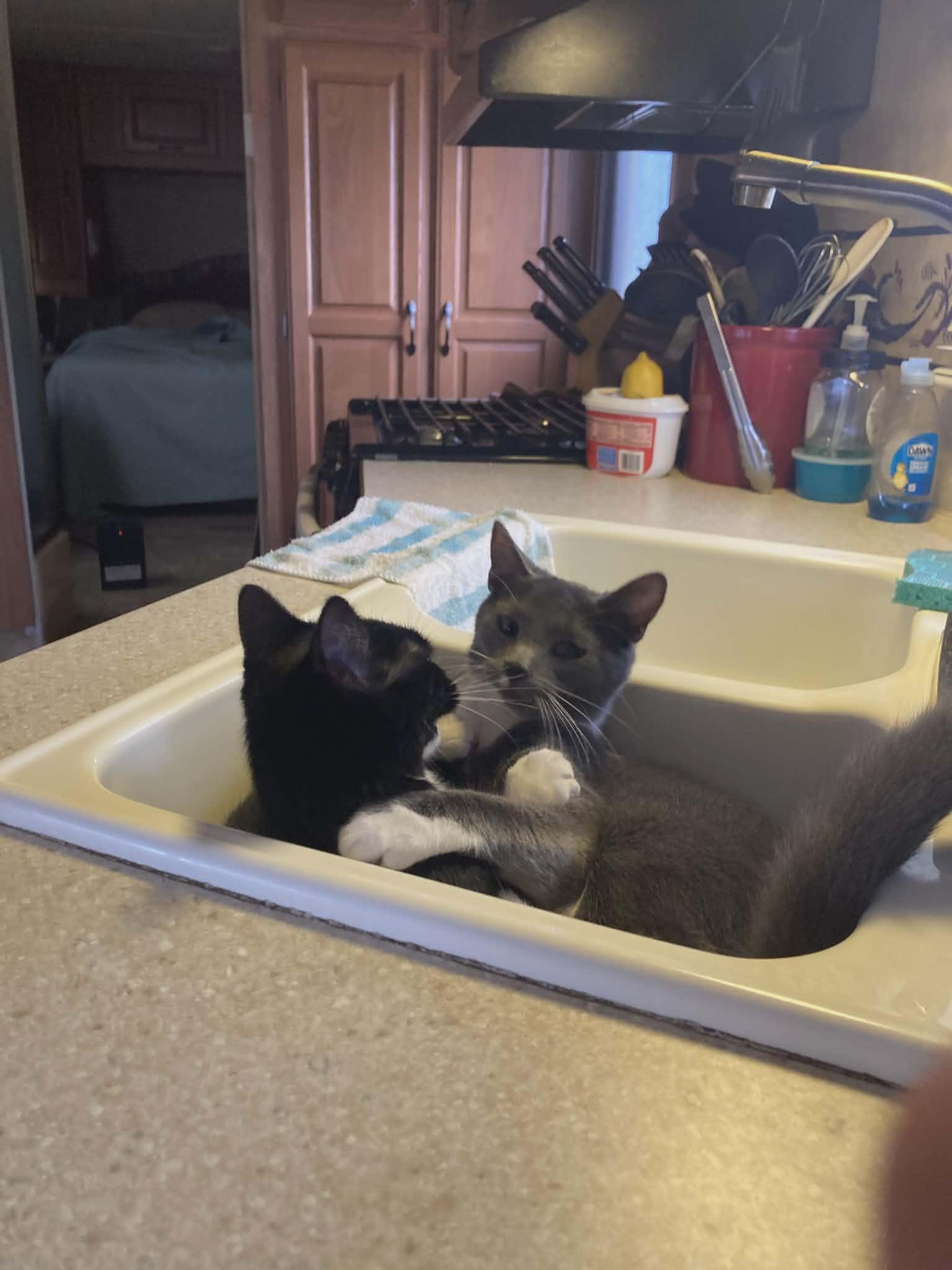 Scooby and Scrappy, adopted, Young Male Domestic Short Hair.