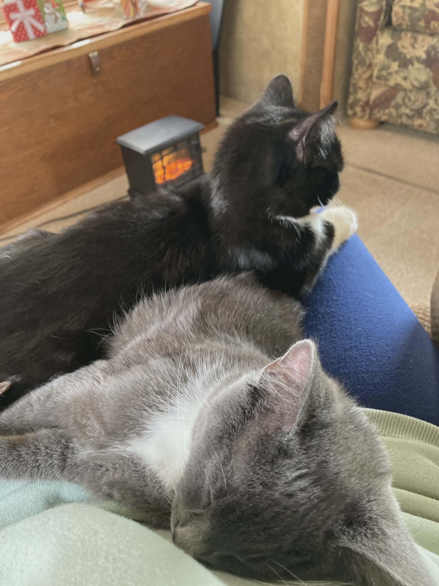 Enlarge Scooby and Scrappy, an adopted Domestic Short Hair in Trinity, NC image 4/5