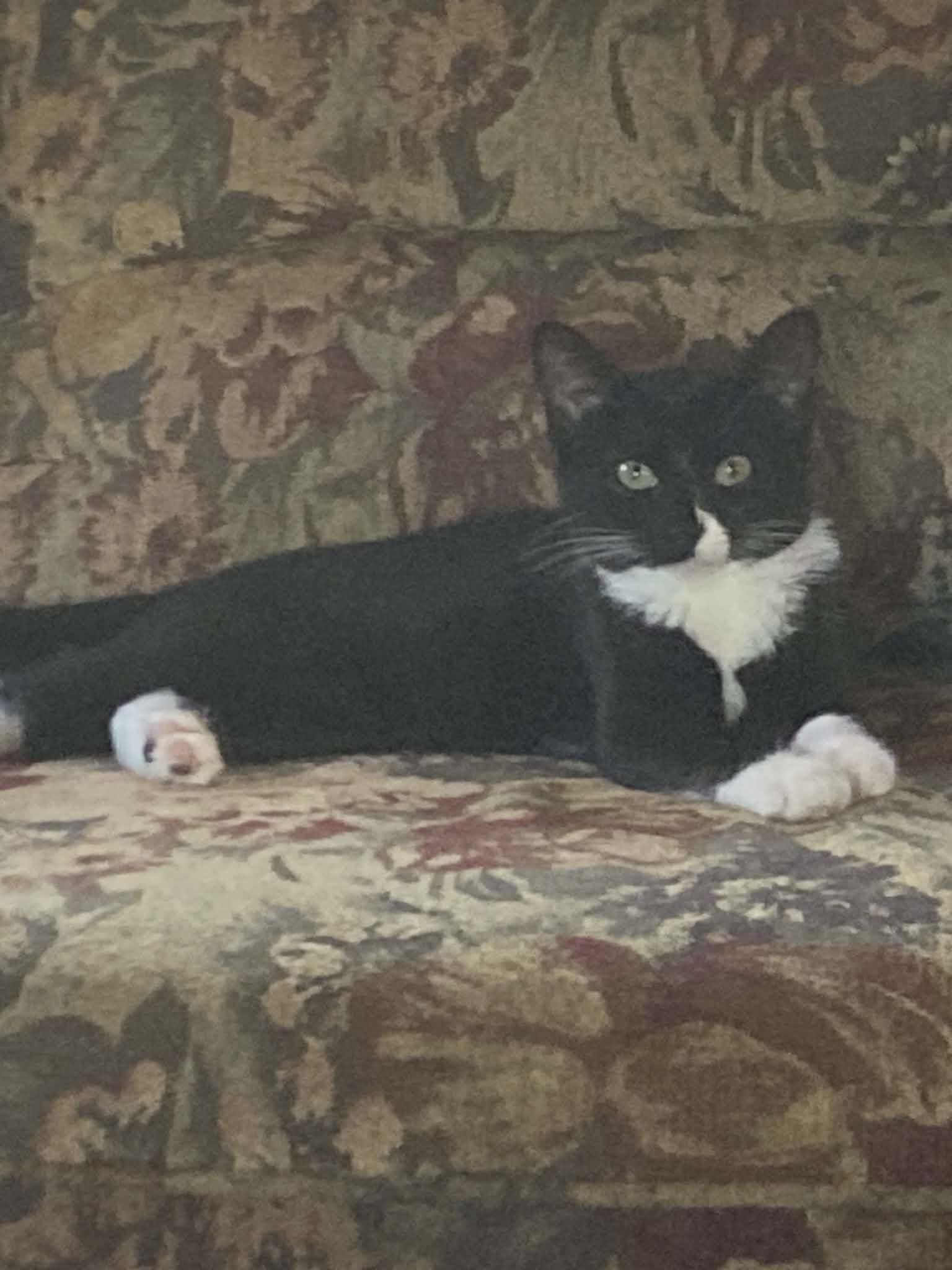 Enlarge Scooby and Scrappy, an adopted Domestic Short Hair in Trinity, NC image 3/5