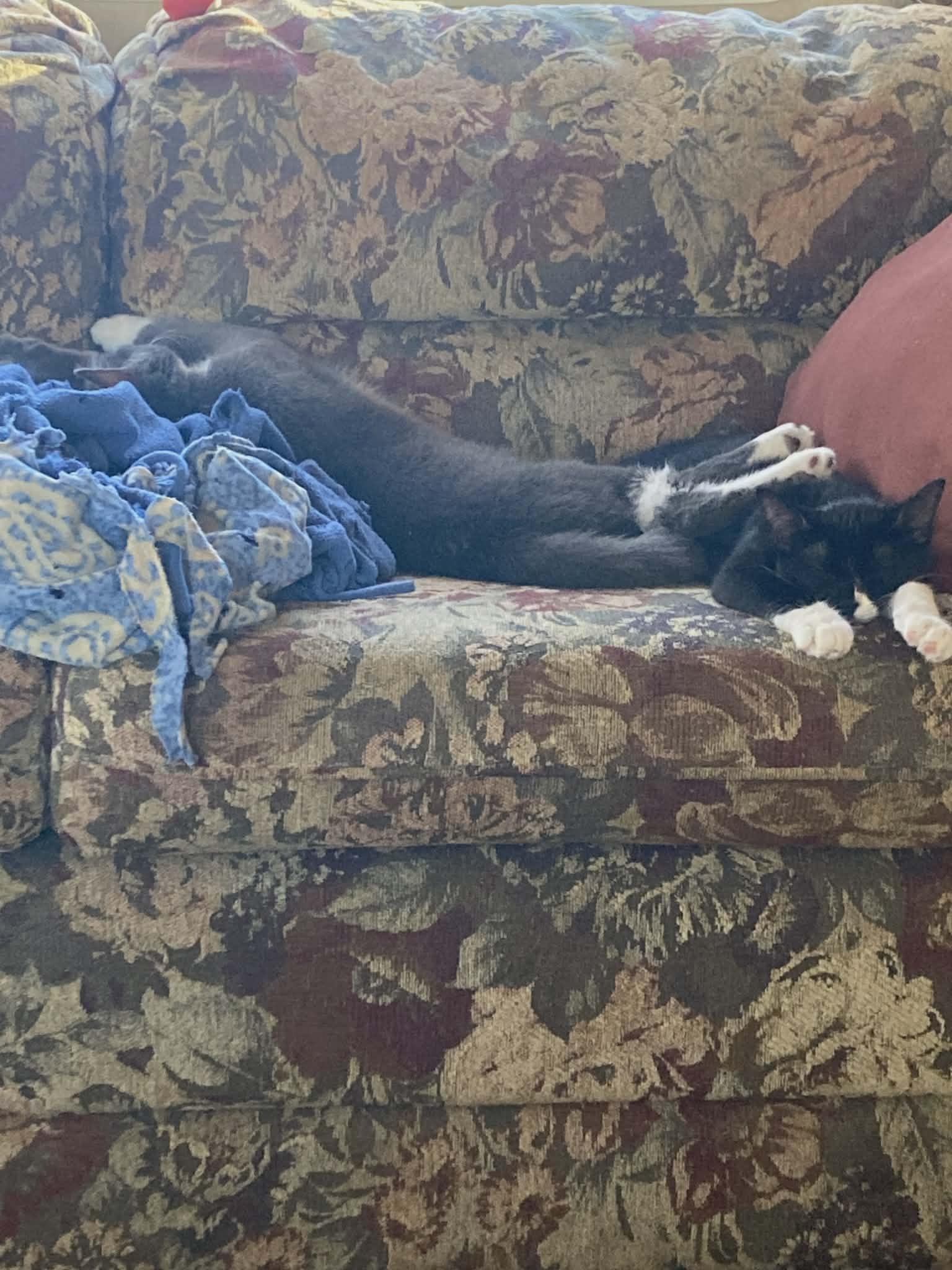 Enlarge Scooby and Scrappy, an adopted Domestic Short Hair in Trinity, NC image 5/5