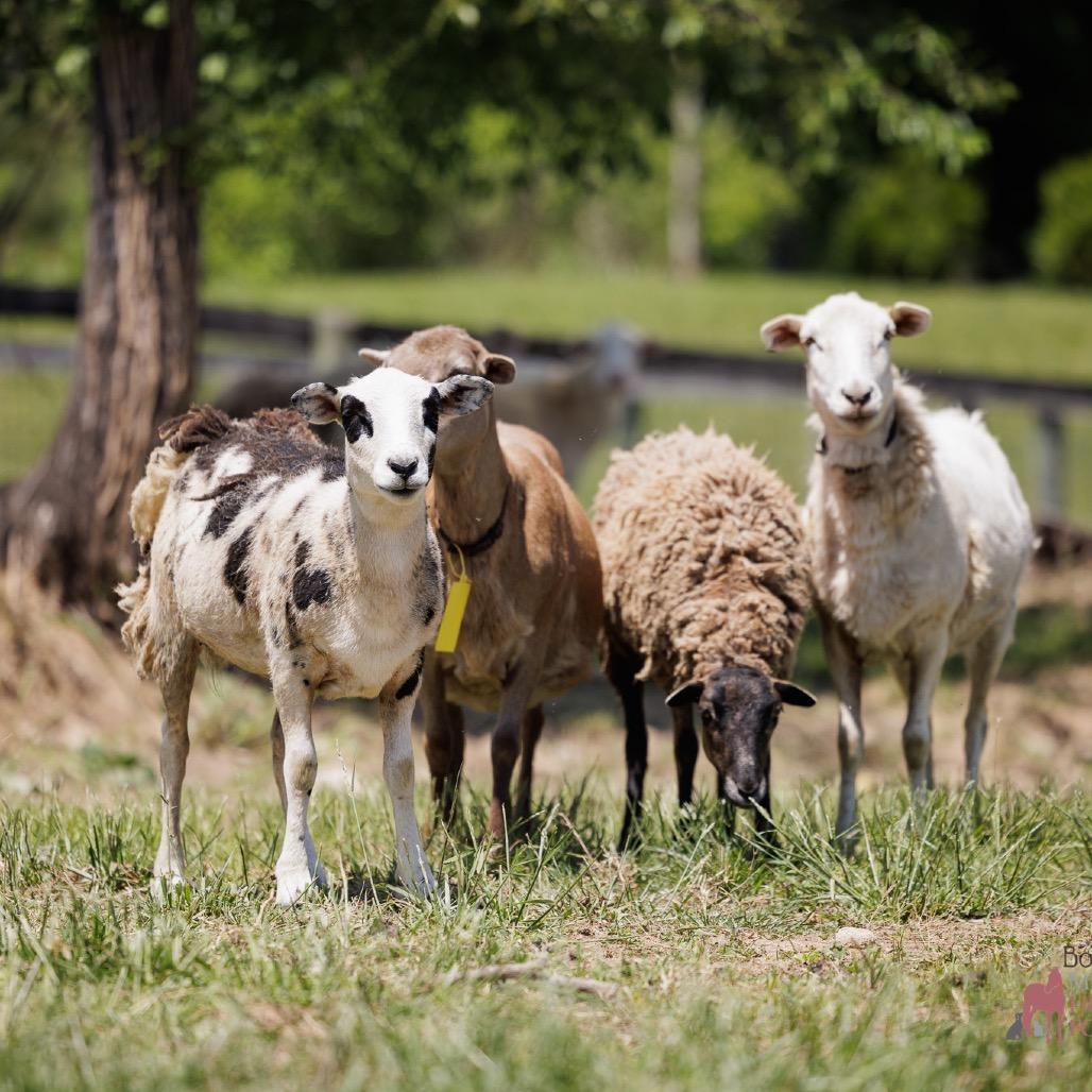 Baabra, Adoptable, Young Female Sheep.