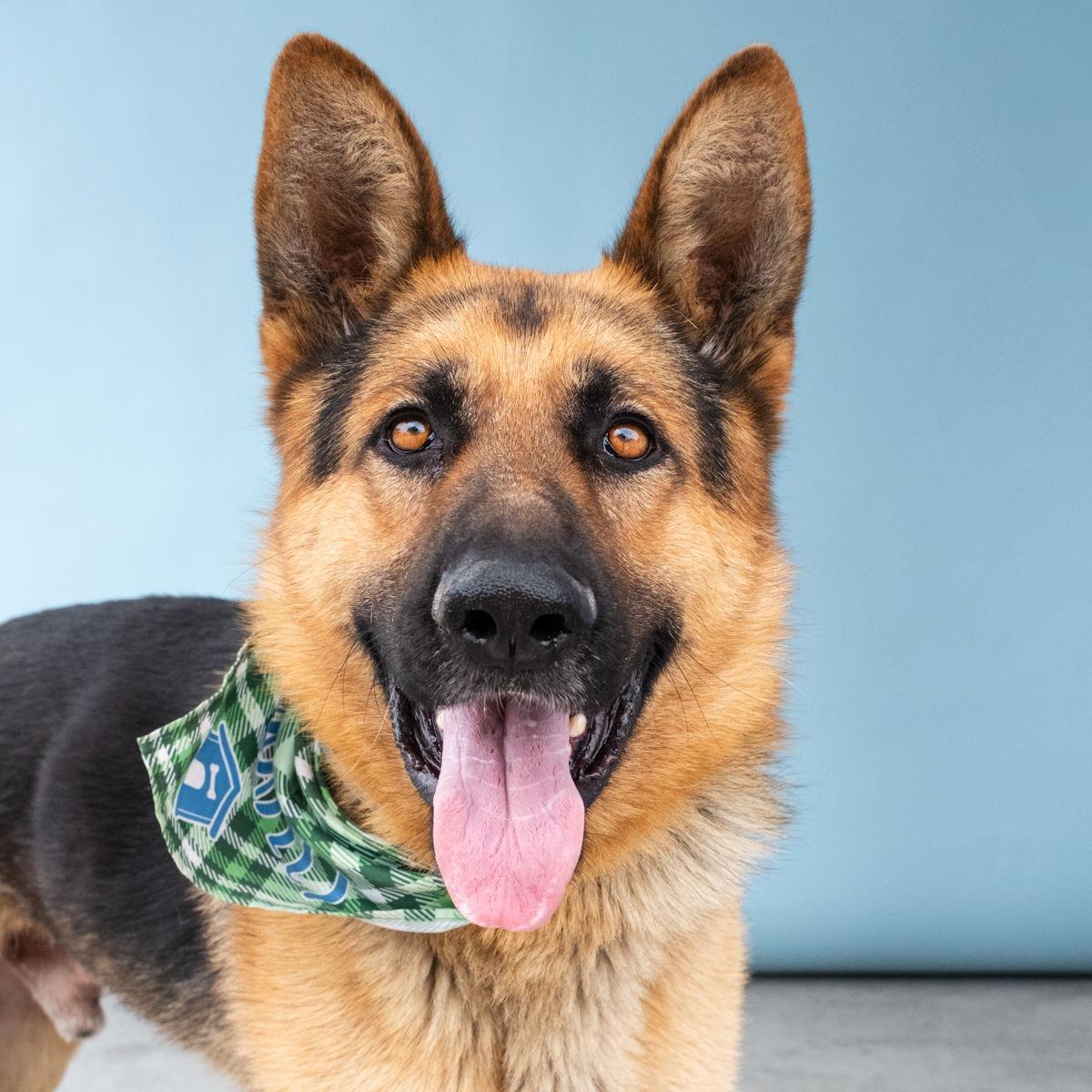 MAX, Adoptable, Adult Male German Shepherd Dog.