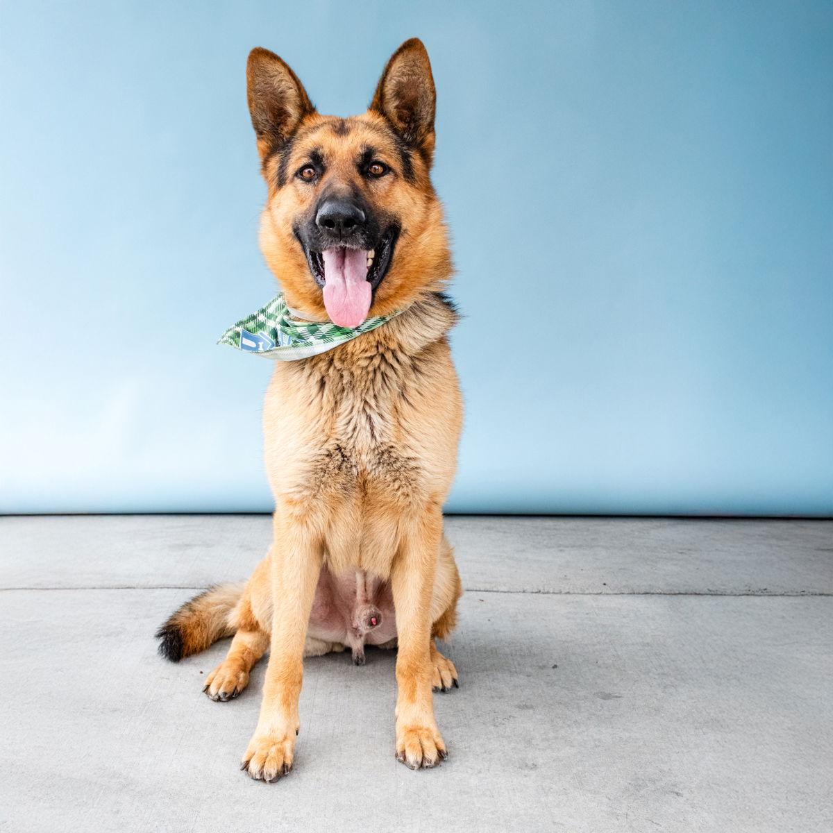 MAX, a Adoptable German Shepherd Dog in Pasadena, CA image 2/2