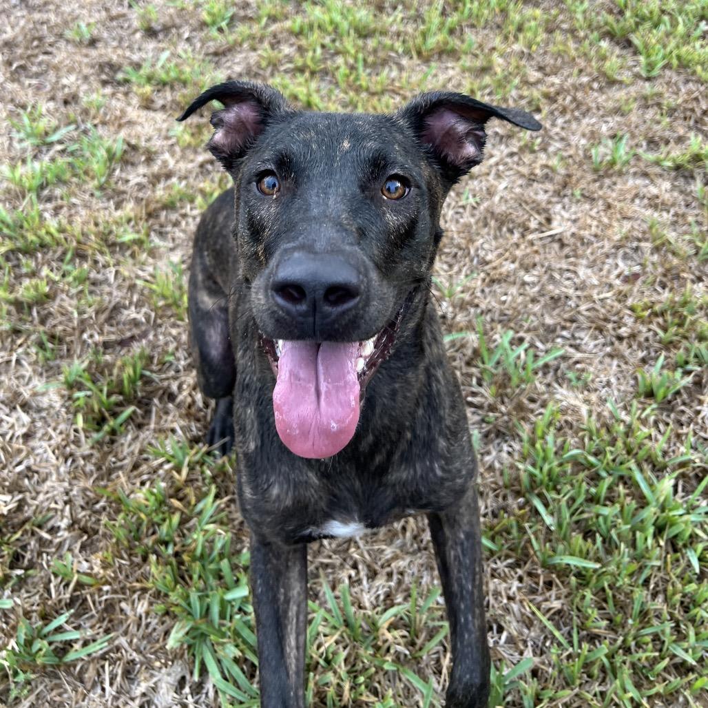 Nibbles, Adoptable, Adult Male Terrier & Mixed Breed.