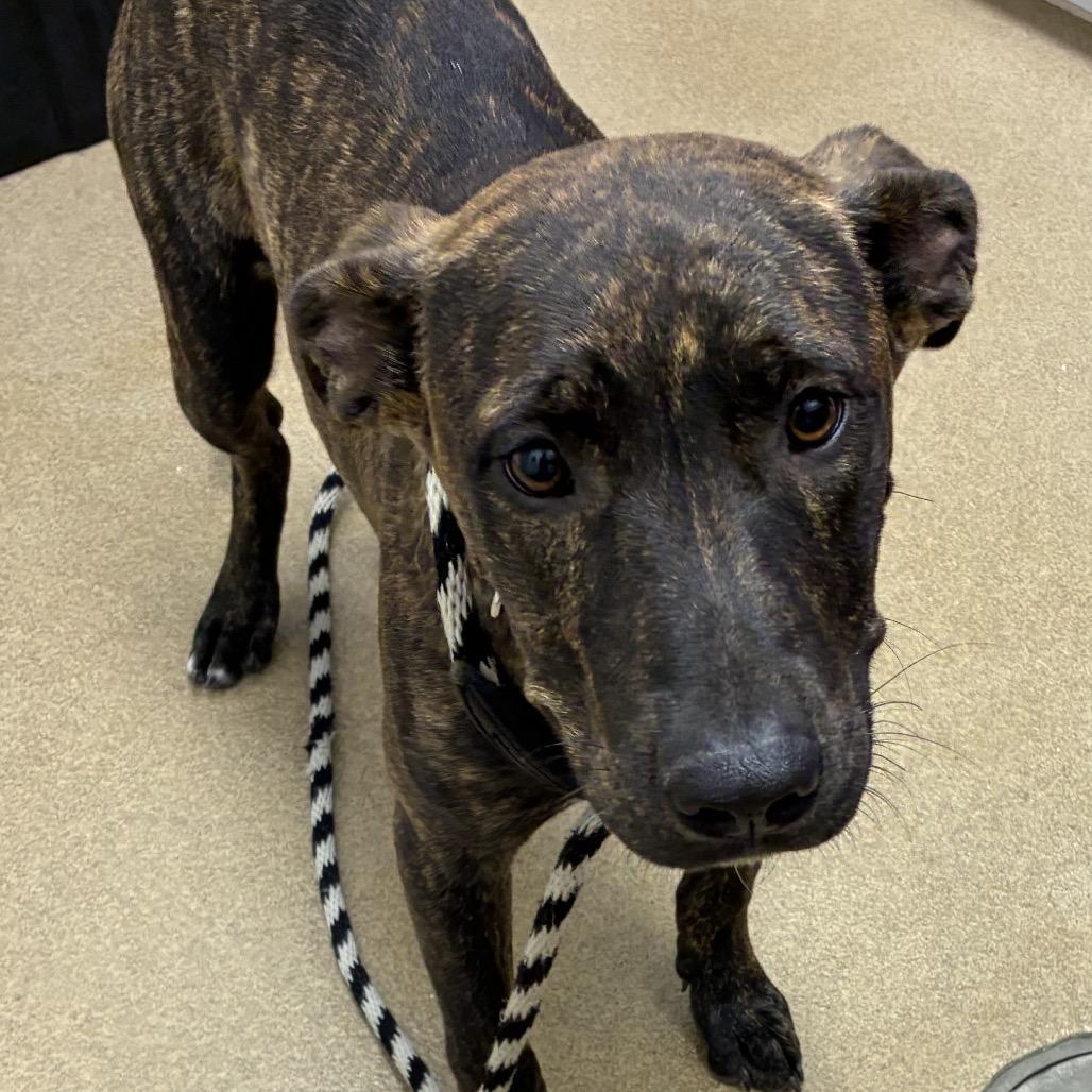 Enlarge Nibbles, a Adoptable mixed breed in Corpus Christi, TX image 2/6