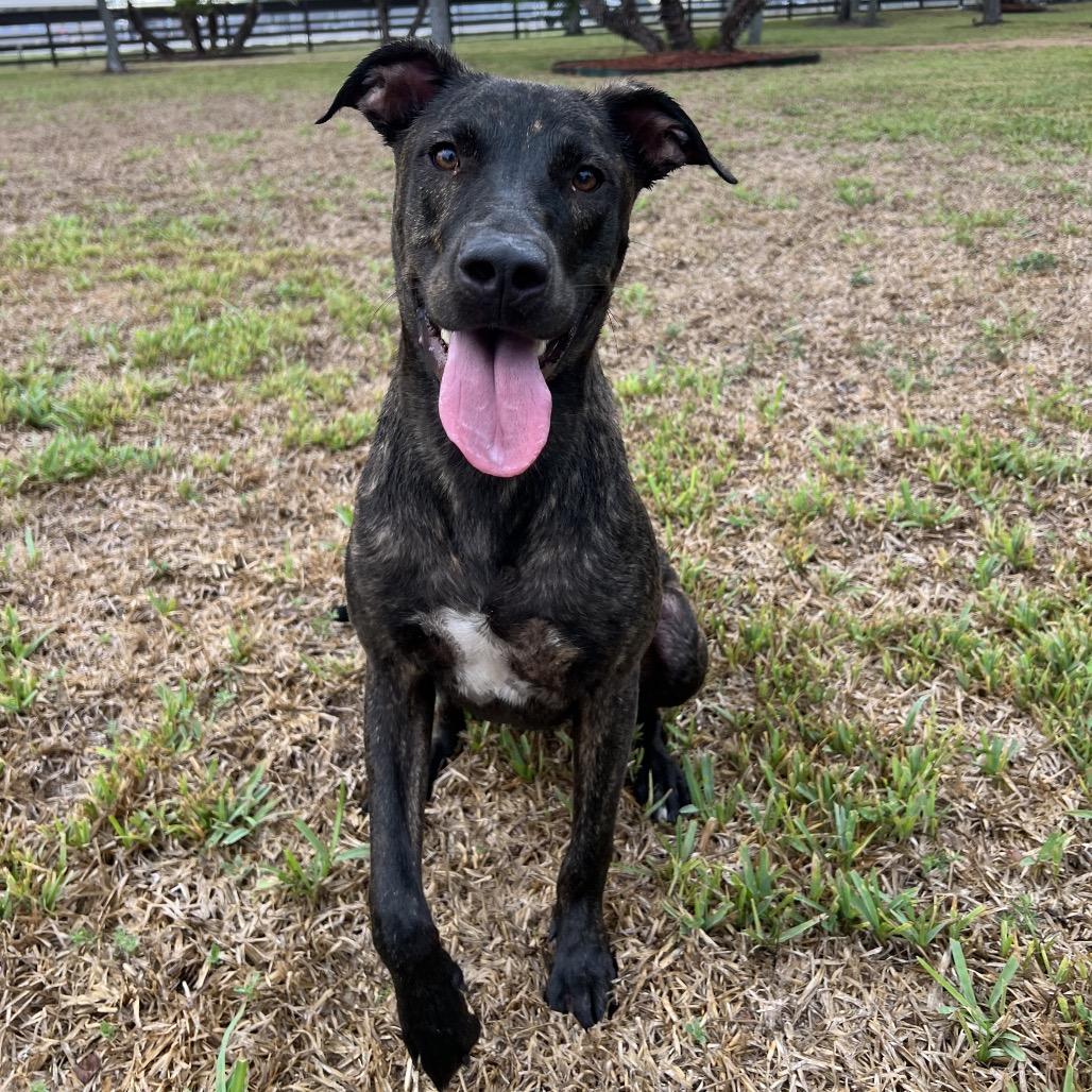 Enlarge Nibbles, a Adoptable mixed breed in Corpus Christi, TX image 3/6