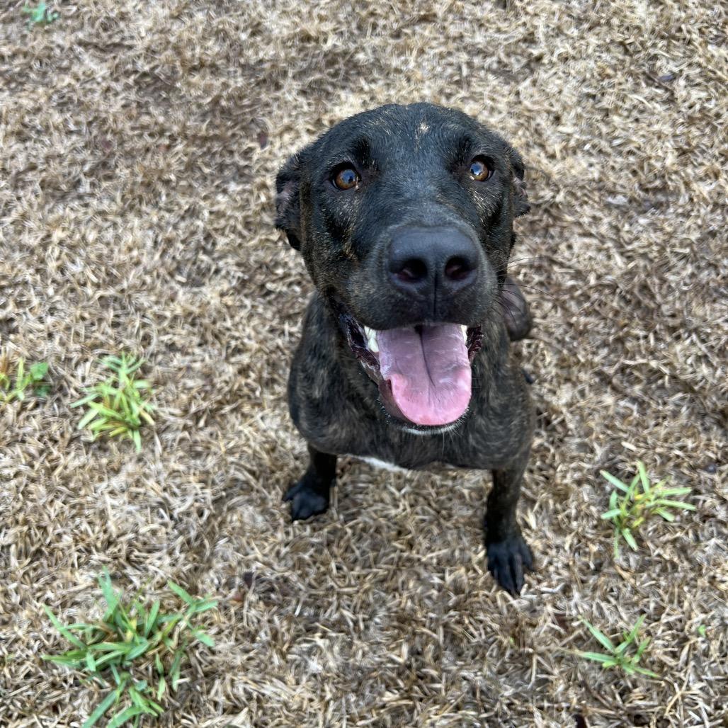 Enlarge Nibbles, a Adoptable mixed breed in Corpus Christi, TX image 4/6