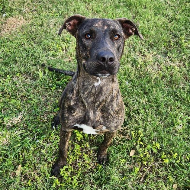 Enlarge Nibbles, a Adoptable mixed breed in Corpus Christi, TX image 5/6