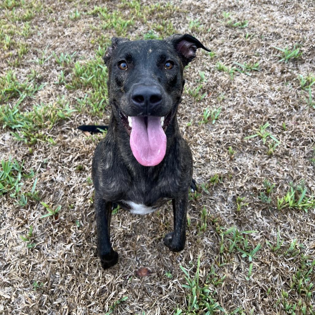 Enlarge Nibbles, a Adoptable mixed breed in Corpus Christi, TX image 6/6