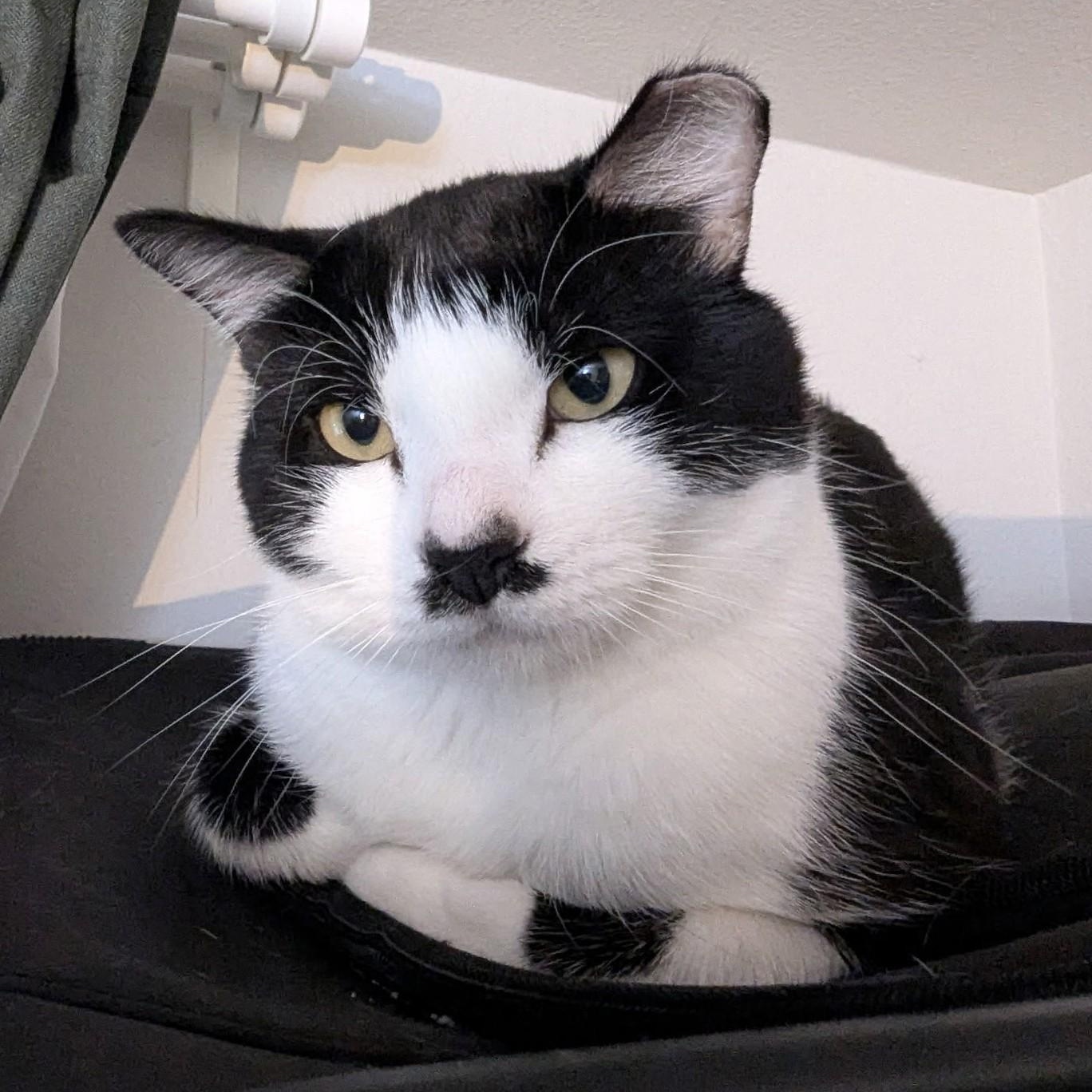 Enlarge Hammy (Bonded to Giblets), a ADOPTABLE Domestic Short Hair in Renton , WA image 6/6