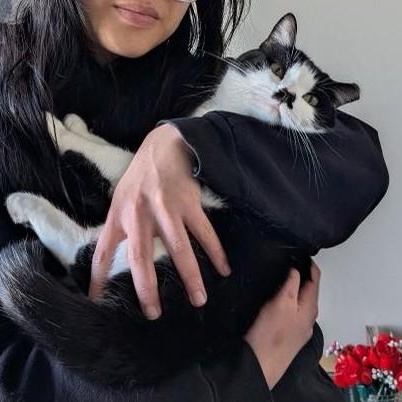 Enlarge Hammy (Bonded to Giblets), a ADOPTABLE Domestic Short Hair in Renton , WA image 5/6