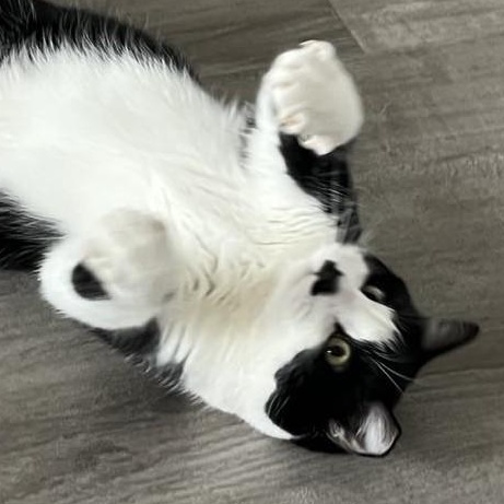 Enlarge Hammy (Bonded to Giblets), a ADOPTABLE Domestic Short Hair in Renton , WA image 3/6