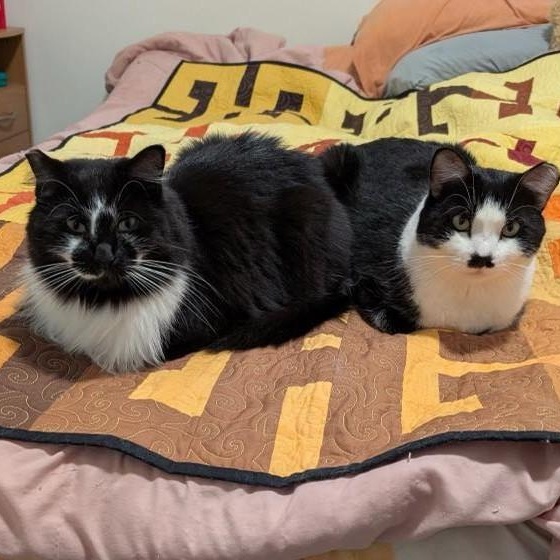 Enlarge Hammy (Bonded to Giblets), a ADOPTABLE Domestic Short Hair in Renton , WA image 4/6