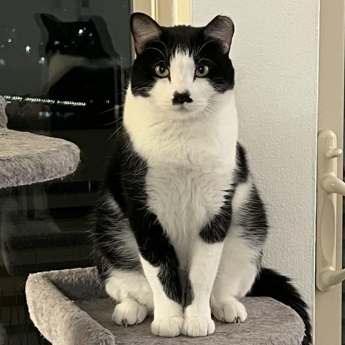 Enlarge Hammy (Bonded to Giblets), a ADOPTABLE Domestic Short Hair in Renton , WA image 2/6