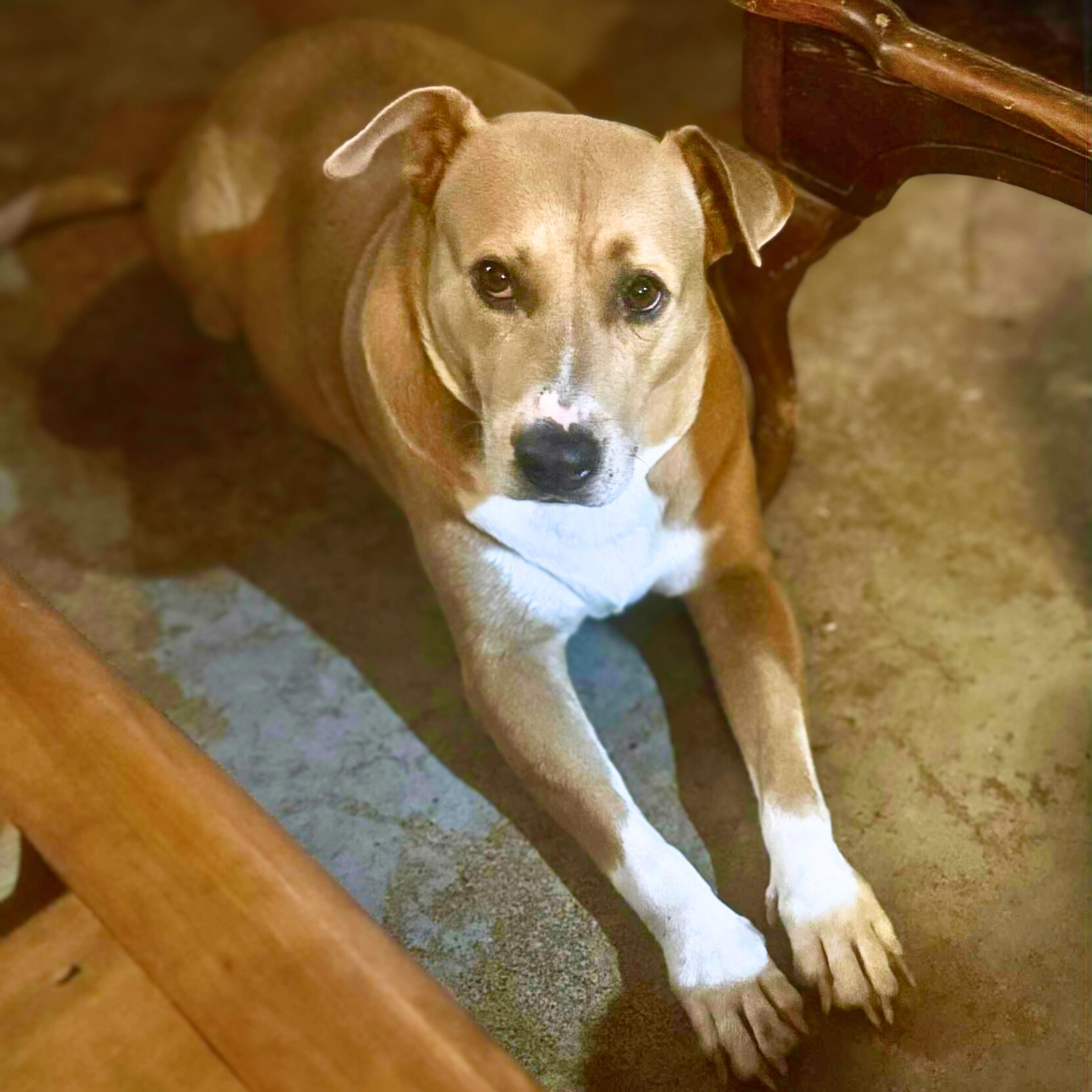 Enlarge Pillow, a Adoptable mixed breed in Portland, ME image 6/6