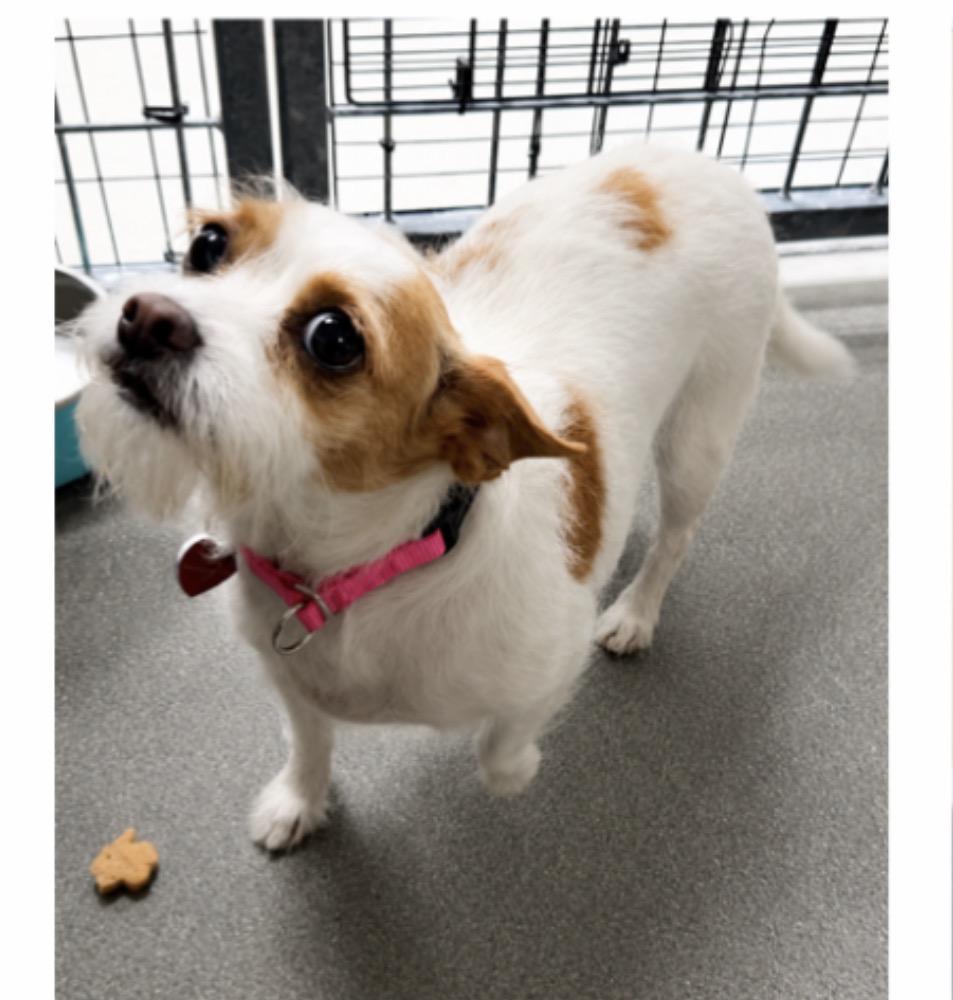 Carrot, ADOPTABLE, Adult Female Spaniel & Chihuahua.