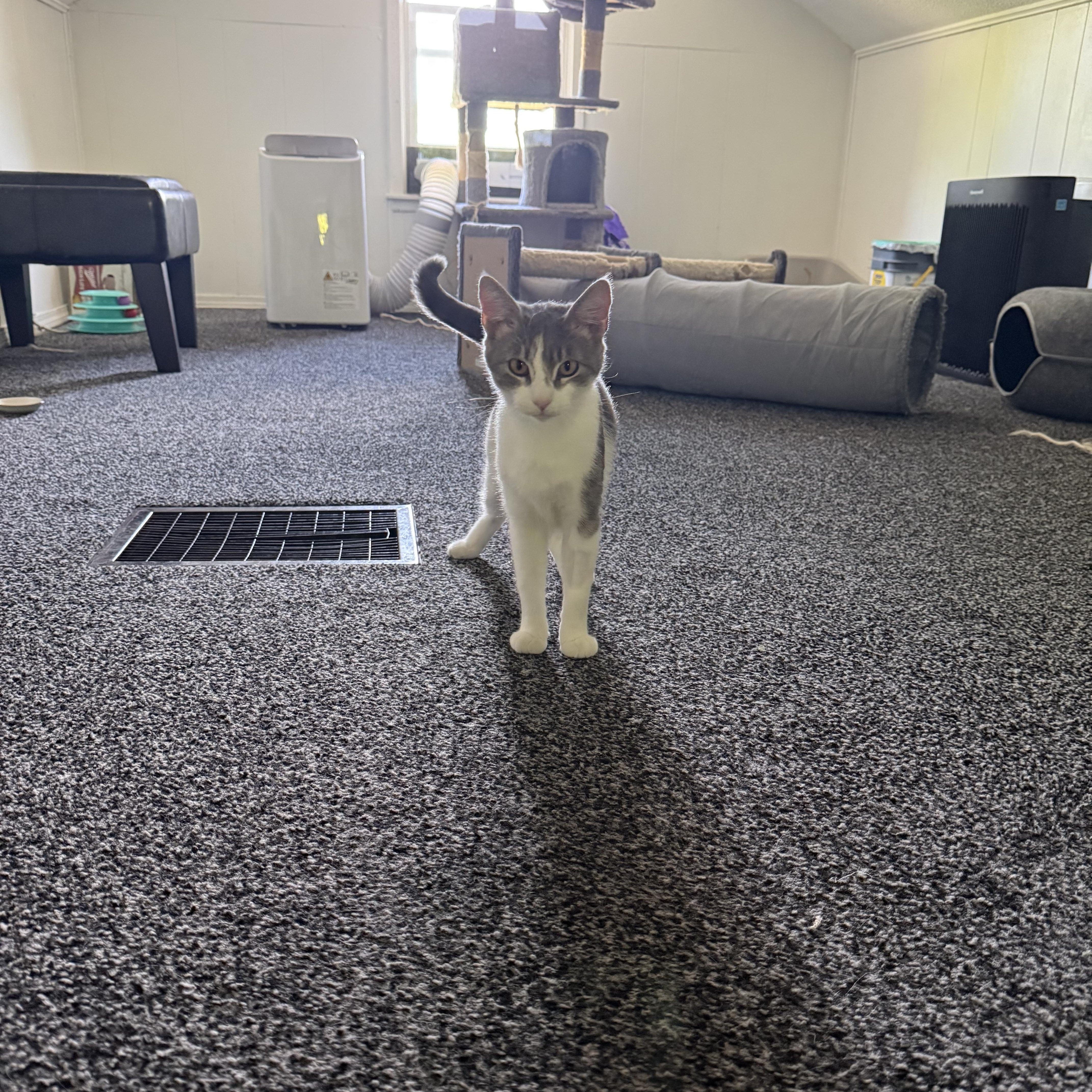 Denali, an adoptable Domestic Short Hair in Roseville, MN image 3/3