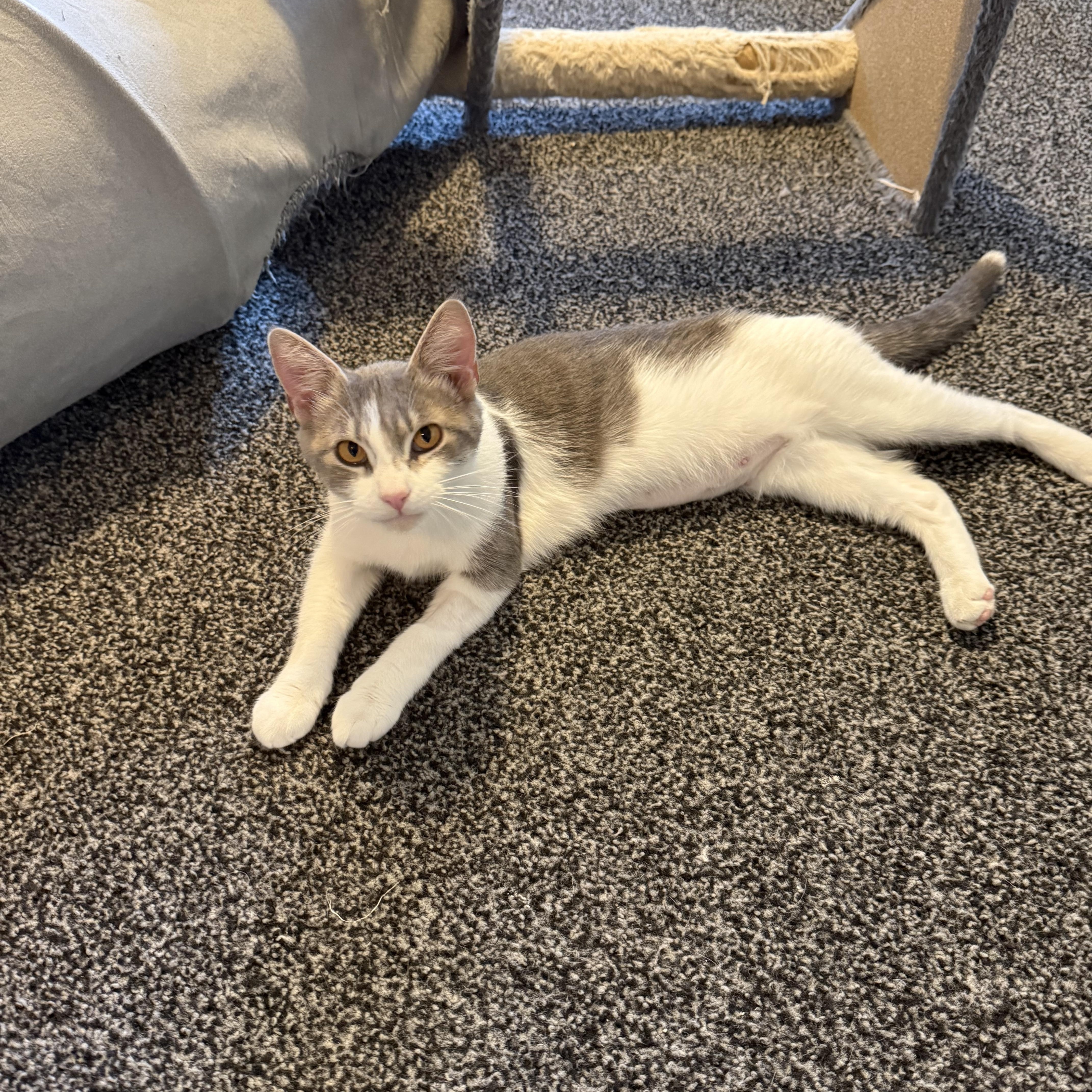 Denali, adoptable, Adult Female Domestic Short Hair.