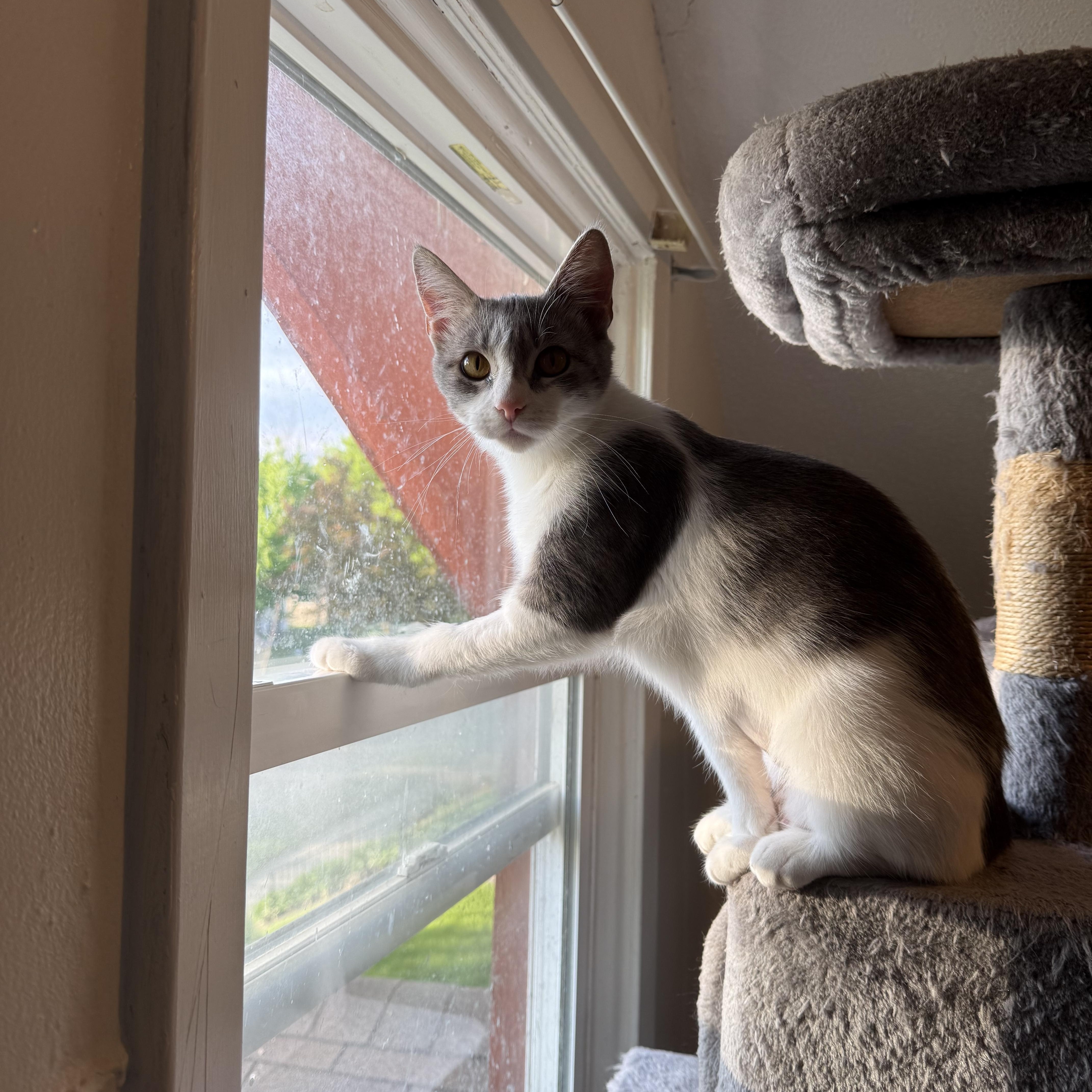 Denali, an adoptable Domestic Short Hair in Roseville, MN image 2/3