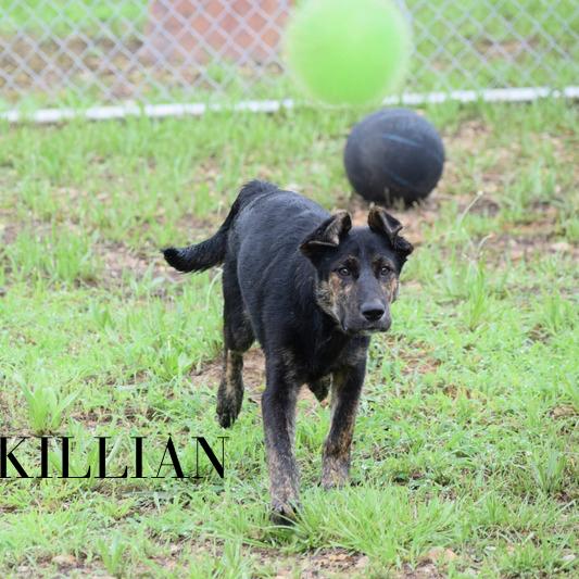 Killian 040906A, Adoptable, Puppy Male Husky & German Shepherd Dog.