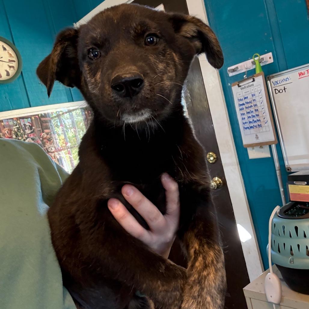 Killian 040906A, Adoptable, Puppy Male Husky & German Shepherd Dog.