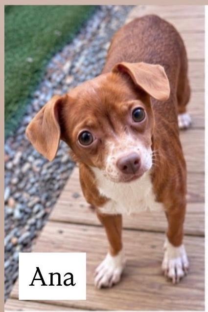Ana, Adoptable, Young Female Chihuahua.