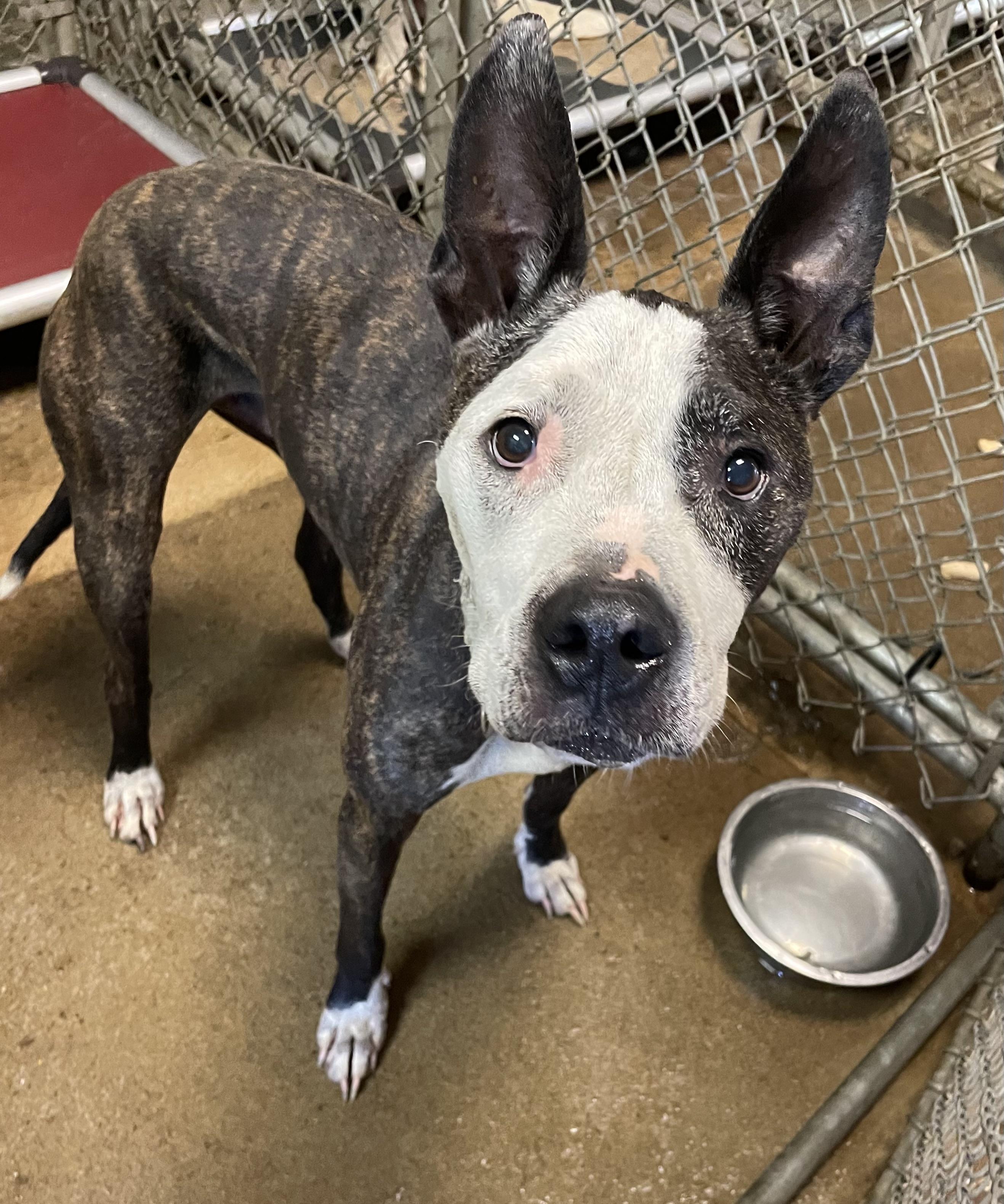 Prinz OWNER REDEEMED, adopted, Adult Male Staffordshire Bull Terrier.