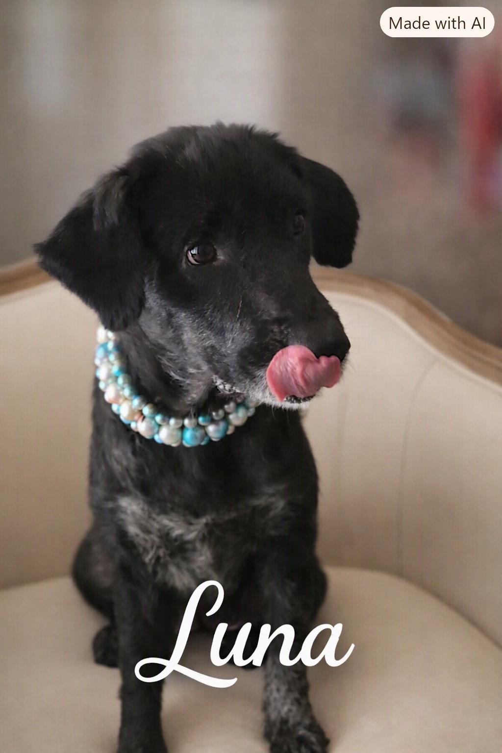 Enlarge Luna, a Adoptable mixed breed in Bolivar, TN image 1/1