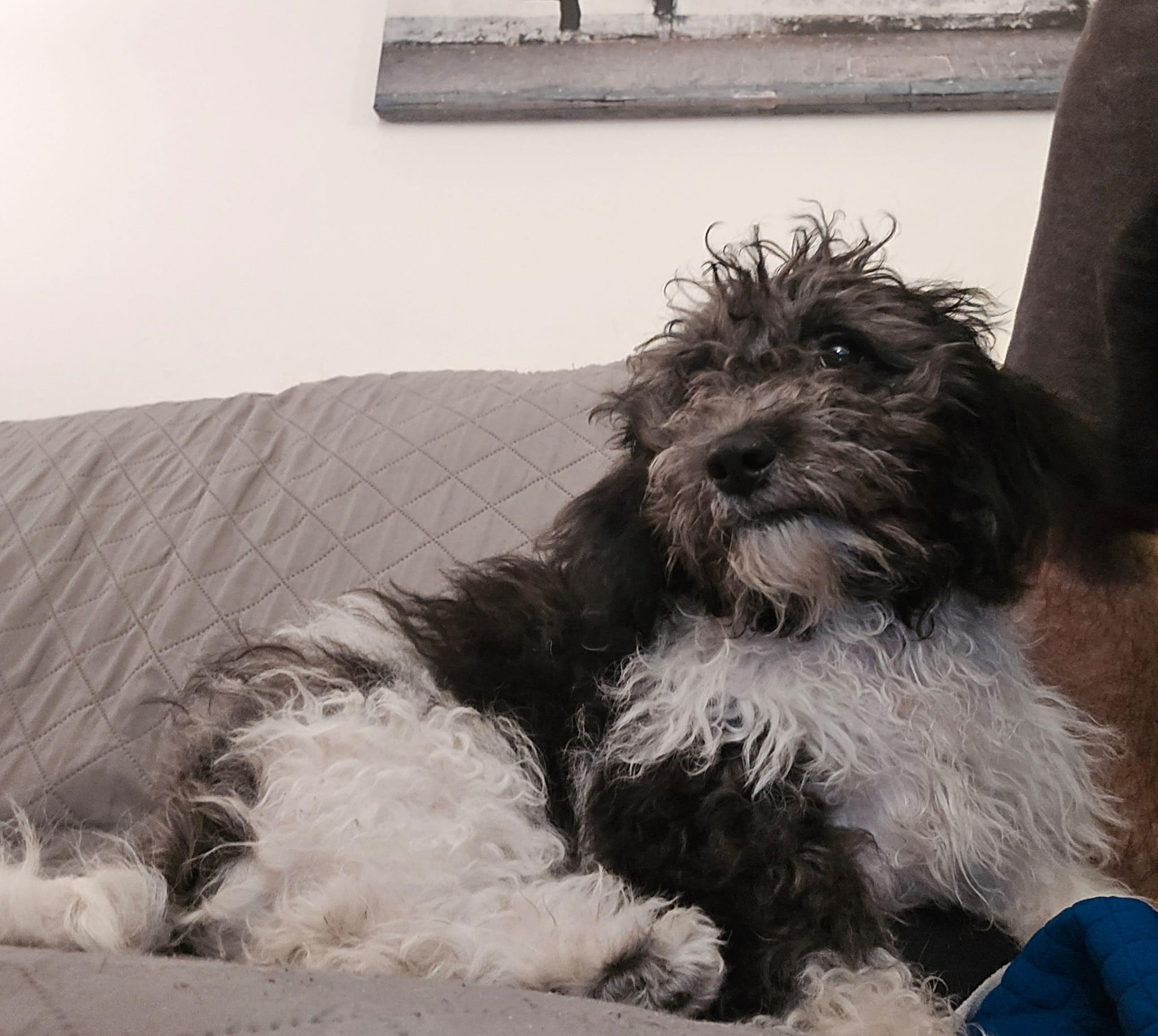 Enlarge Ruby, a Adopted mixed breed in Staten Island , NY image 1/1