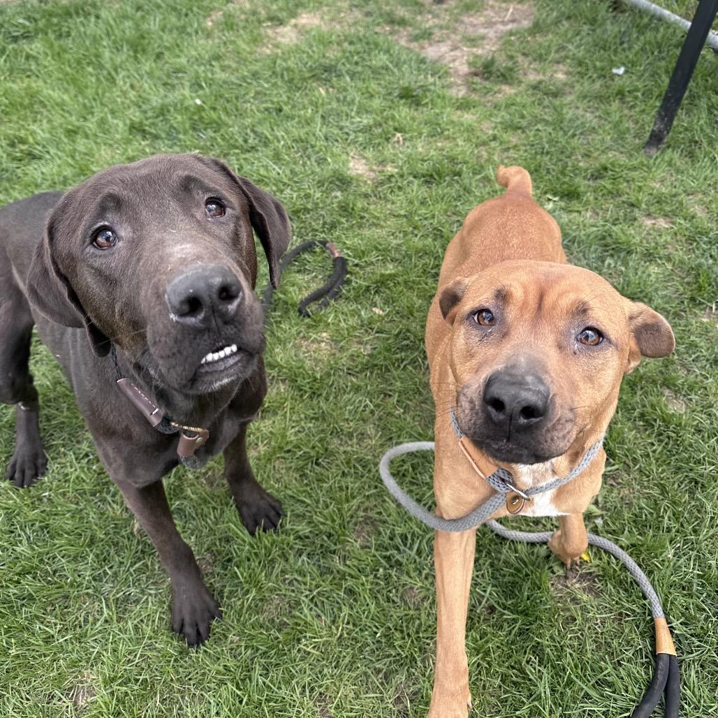 Max, Adoptable, Young Male Black Mouth Cur & Golden Retriever.