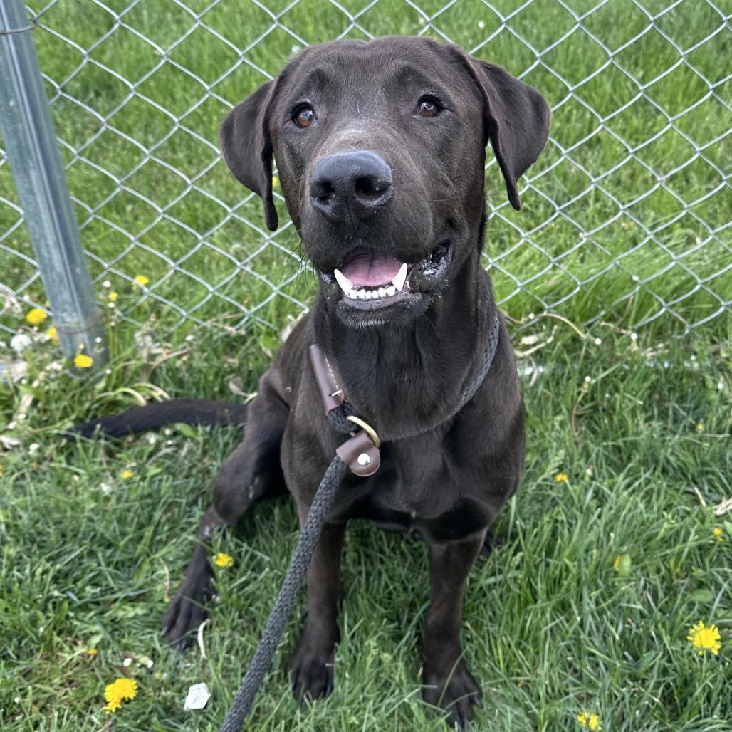 Enlarge Max, a Adoptable mixed breed in Canton, IL image 2/6