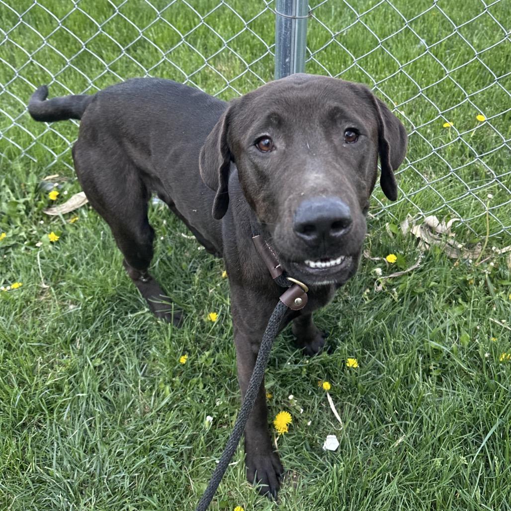 Enlarge Max, a Adoptable mixed breed in Canton, IL image 4/6