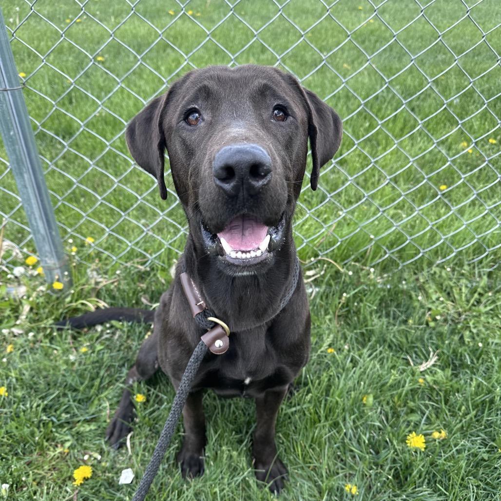 Enlarge Max, a Adoptable mixed breed in Canton, IL image 5/6