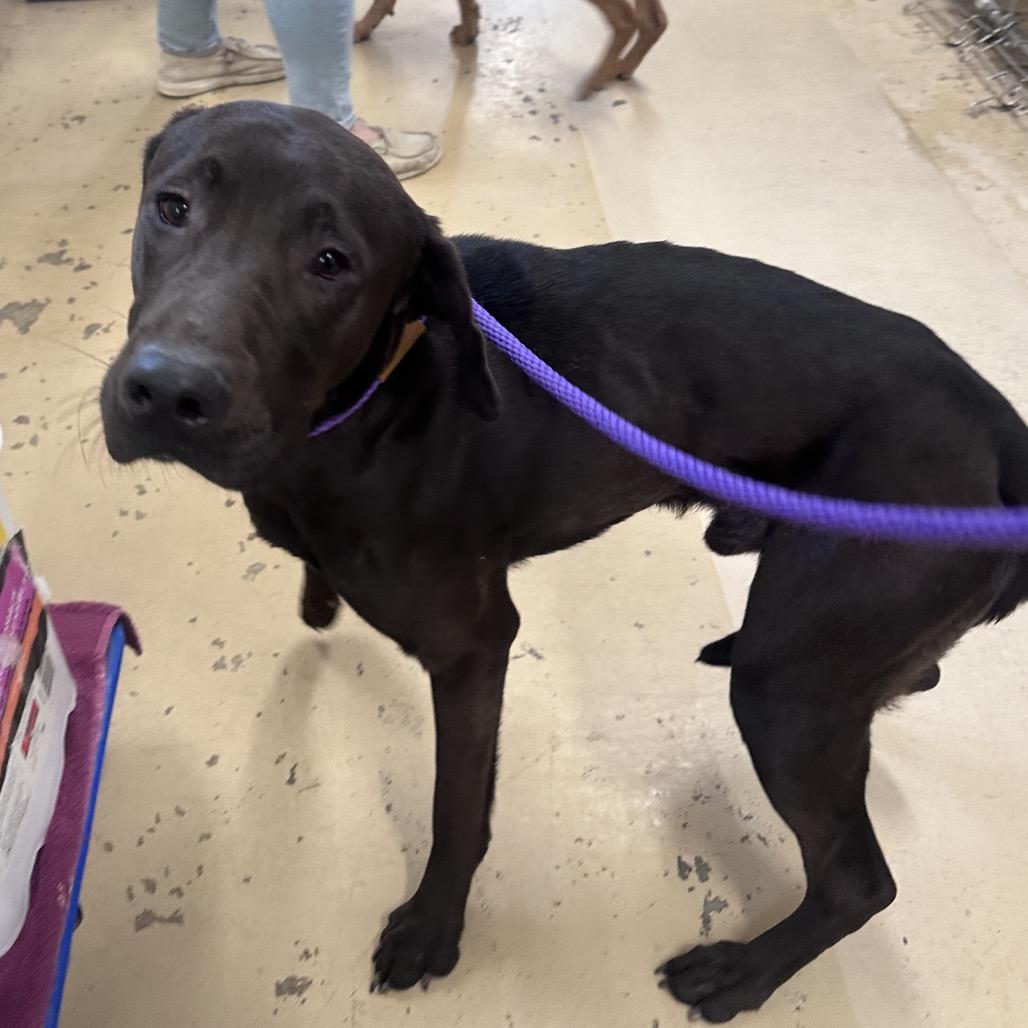 Enlarge Max, a Adoptable mixed breed in Canton, IL image 6/6