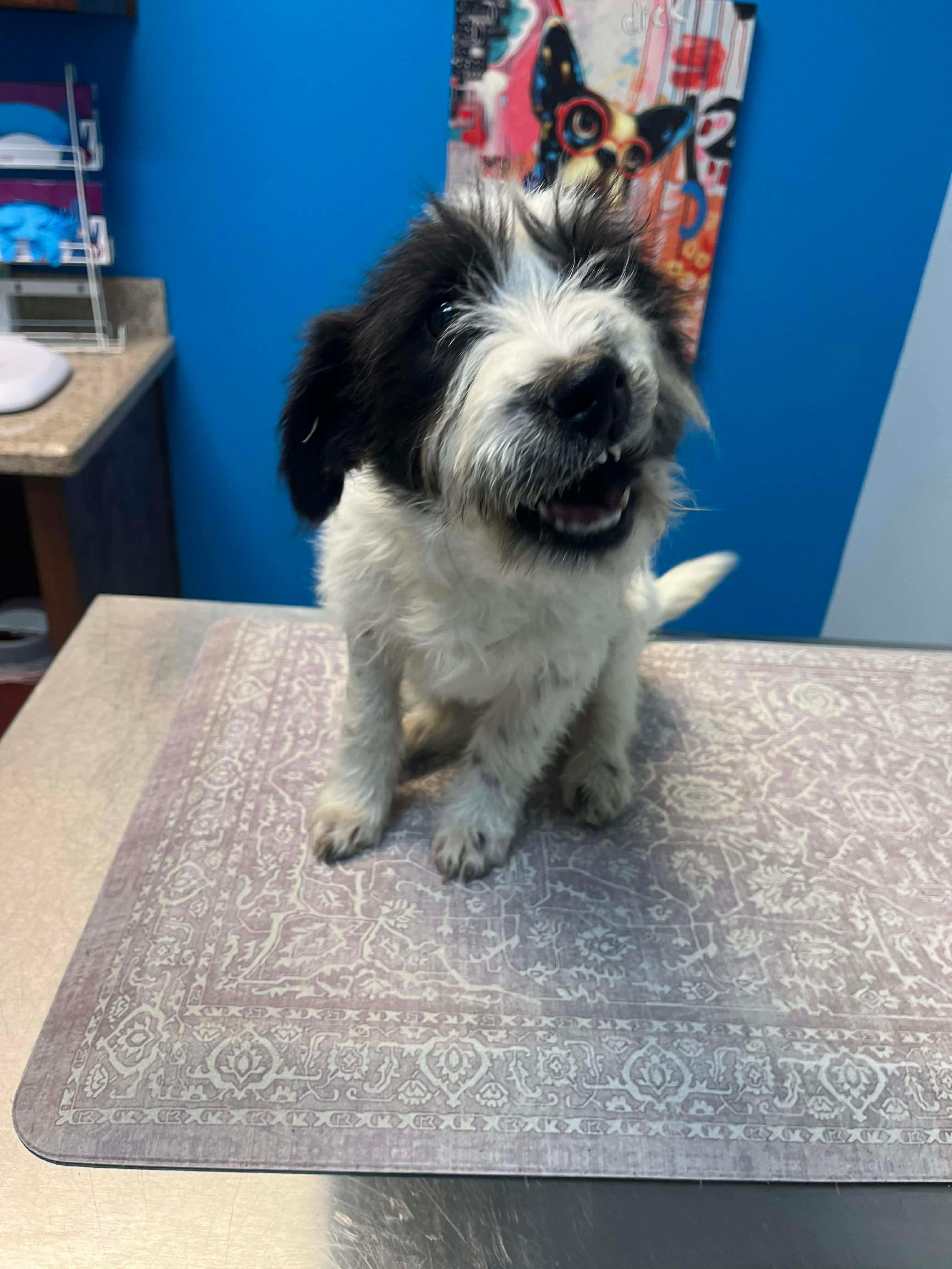 Nala, ADOPTABLE, Puppy Female Terrier.