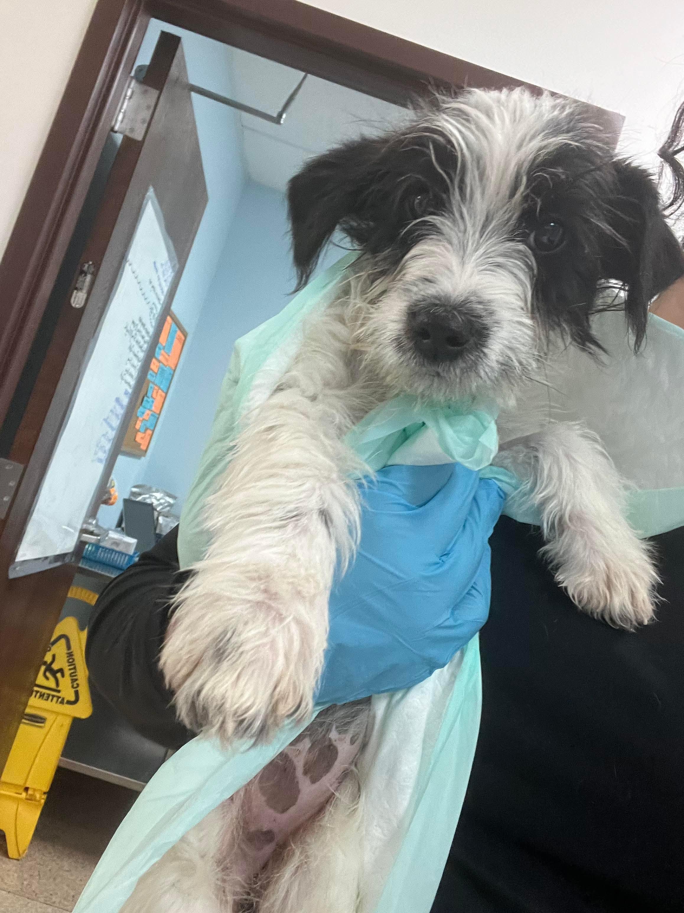 Enlarge Nala, an adopted mixed breed in East Haddam, CT image 3/3