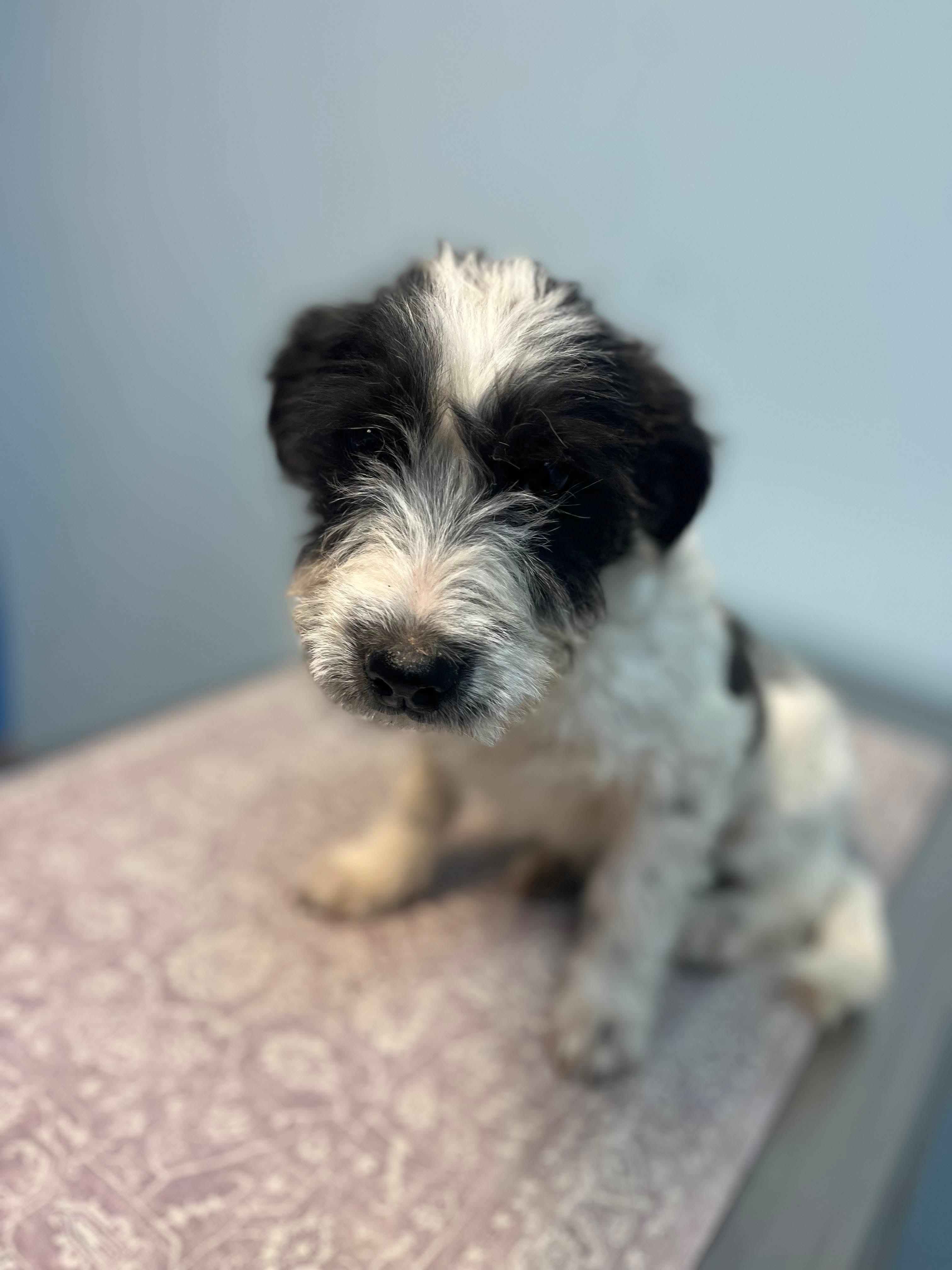 Enlarge Nala, an adopted mixed breed in East Haddam, CT image 2/3