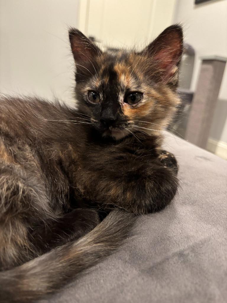 Ginger Spice, Adoptable, Kitten Female Tortoiseshell & Domestic Medium Hair.