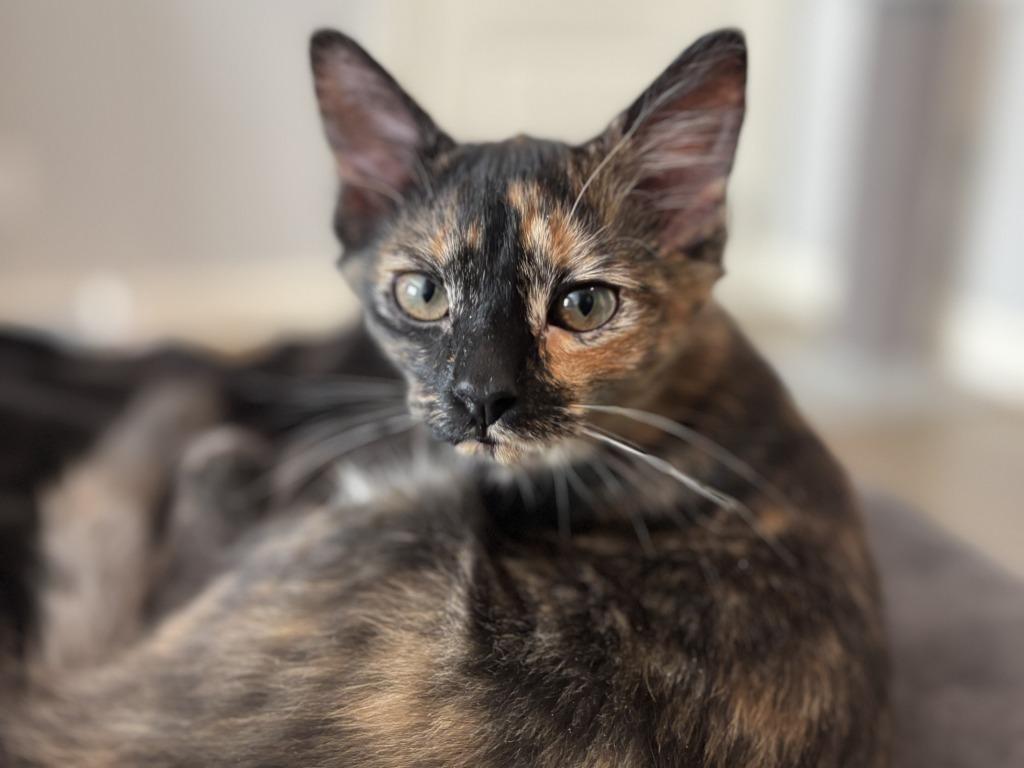 Enlarge Ginger Spice, a Adoptable mixed breed in Raleigh, NC image 3/5