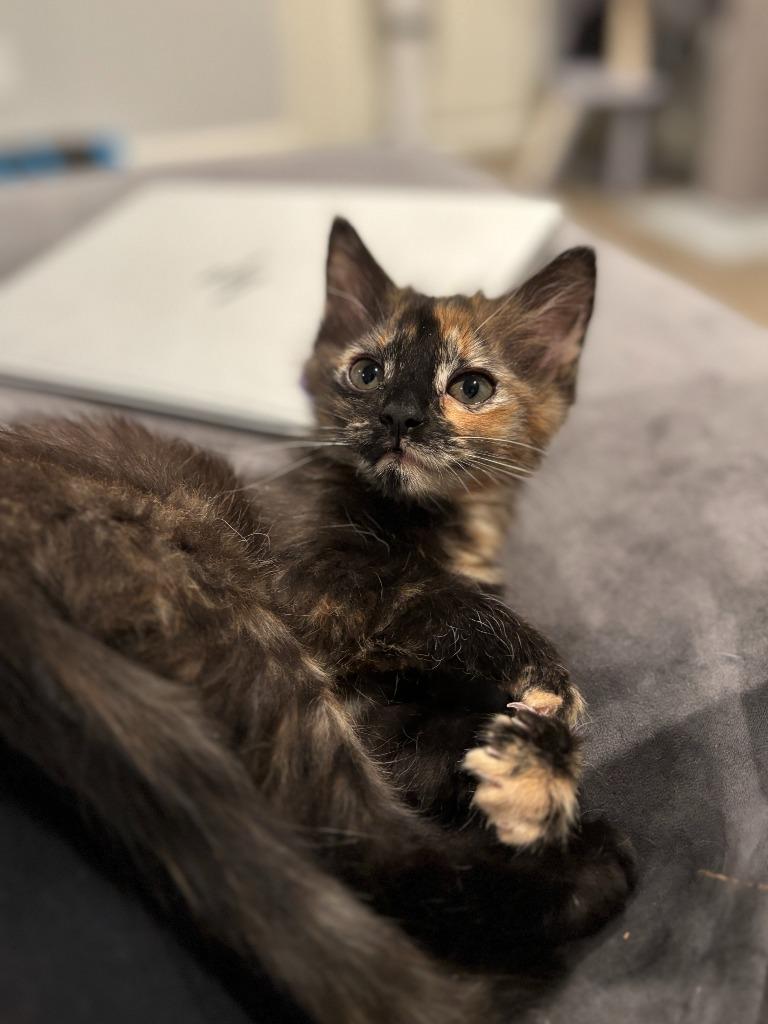 Enlarge Ginger Spice, a Adoptable mixed breed in Raleigh, NC image 4/5