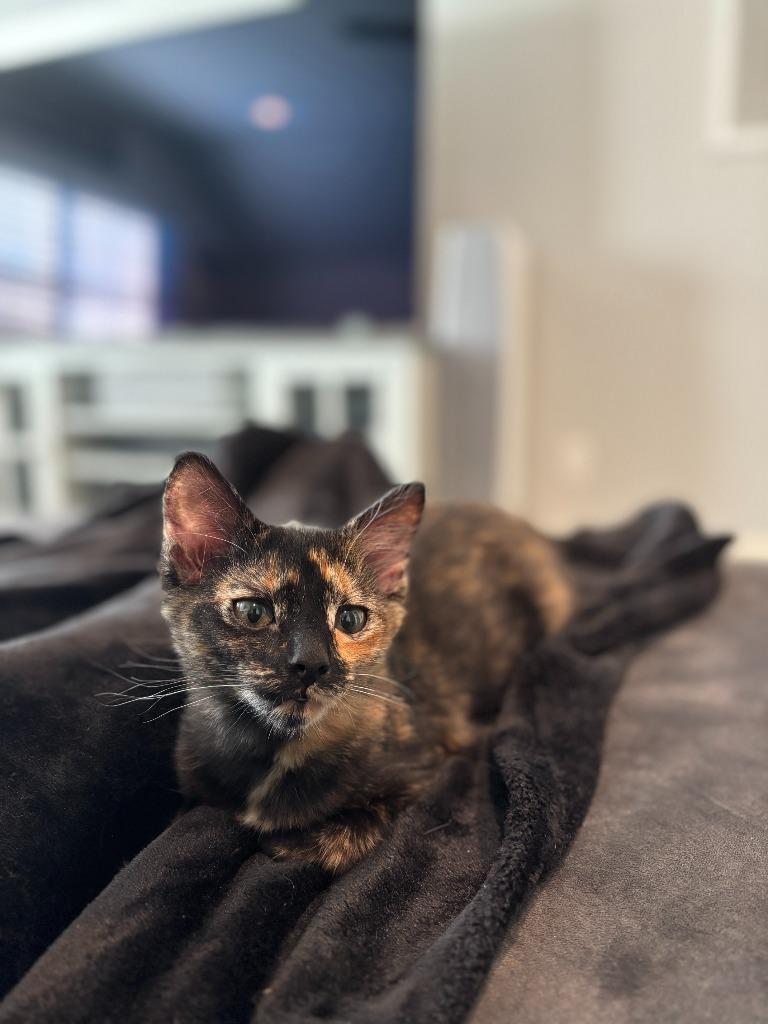 Enlarge Ginger Spice, a Adoptable mixed breed in Raleigh, NC image 5/5