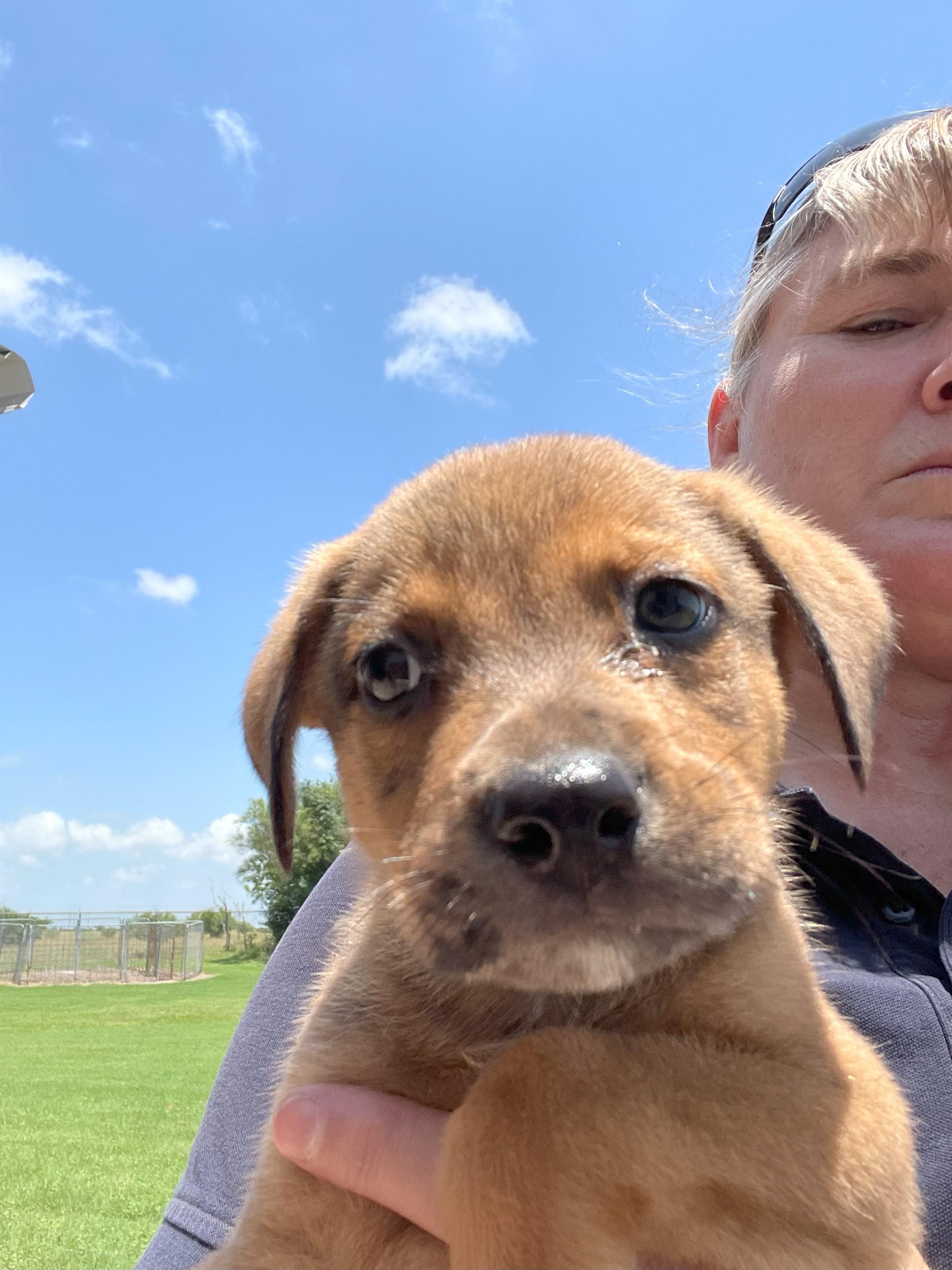 Diego - on hold, Baby Male Catahoula Leopard Dog