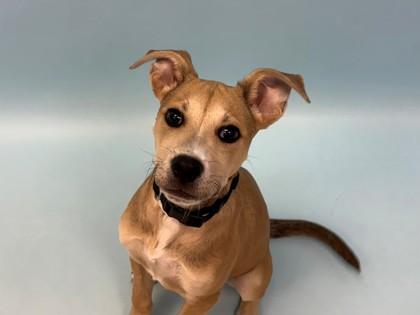 Delilah, a Adoptable mixed breed in Golden Valley, MN image 2/3