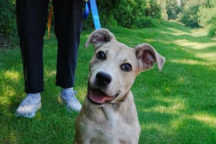 Delilah, a Adoptable mixed breed in Golden Valley, MN image 3/3